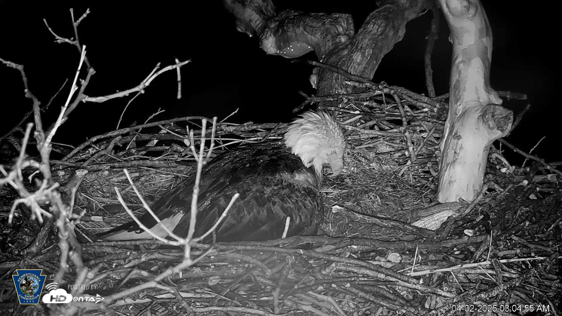 Snapshot of PA Farm Country Eagles Live Cams taken Apr 2, 2026, 3:05am EDT