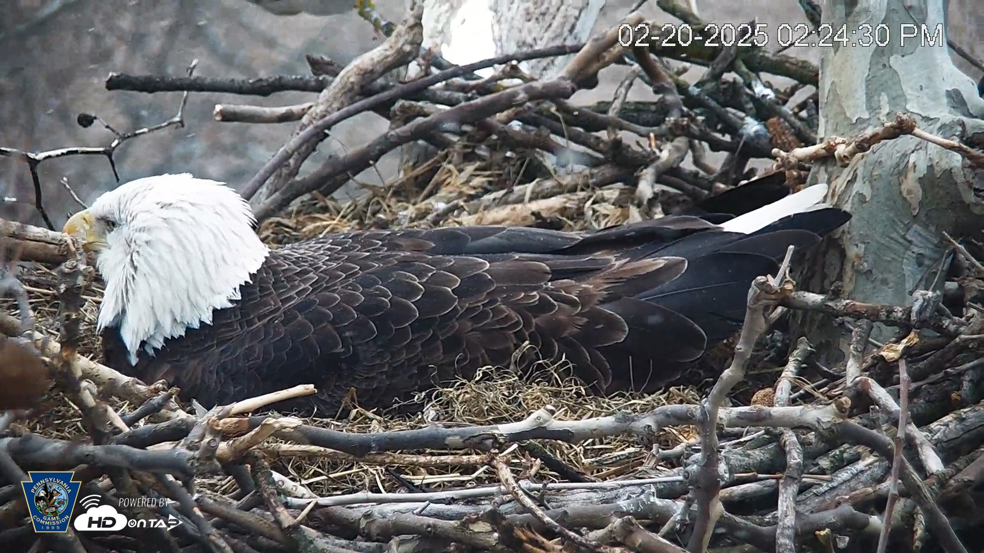 Snapshot of PA Farm Country Eagles Live Cams taken Feb 20, 2025, 2:25pm EST