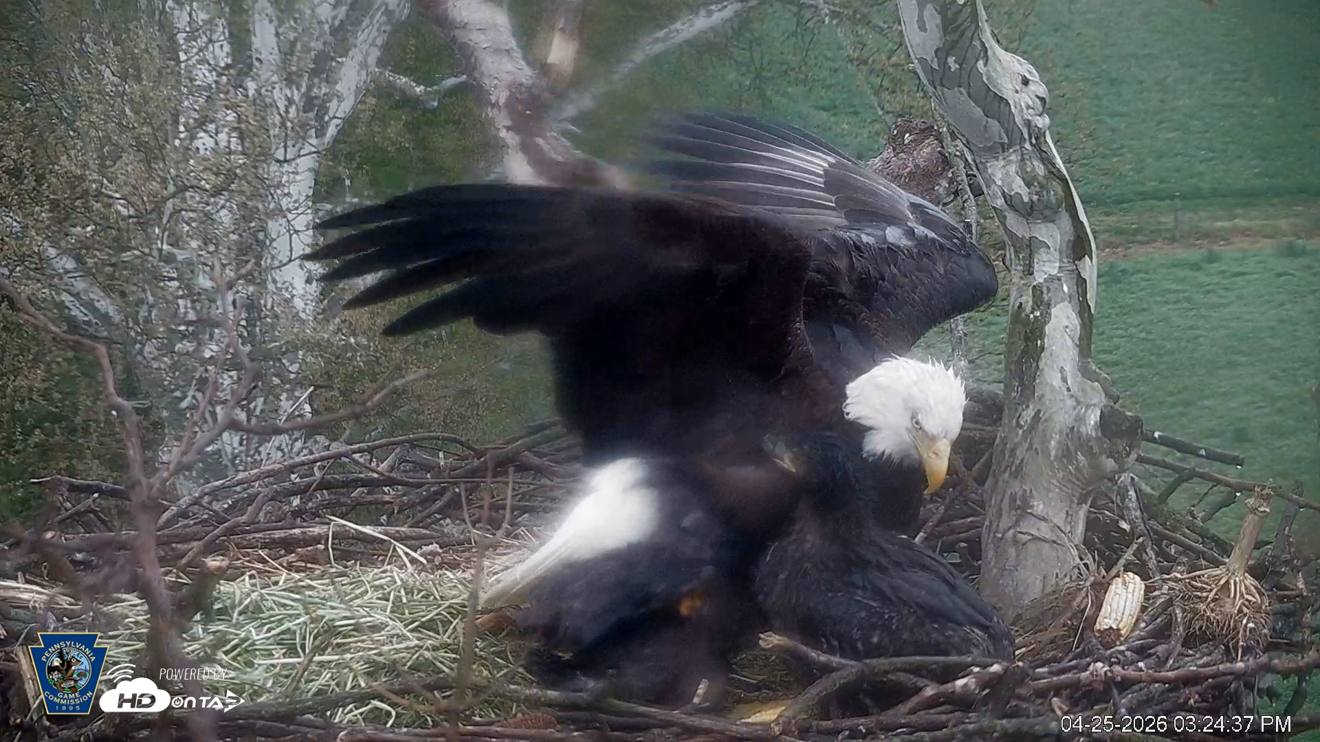 Snapshot of PA Farm Country Eagles Live Cams taken Apr 25, 2026, 3:25pm EDT