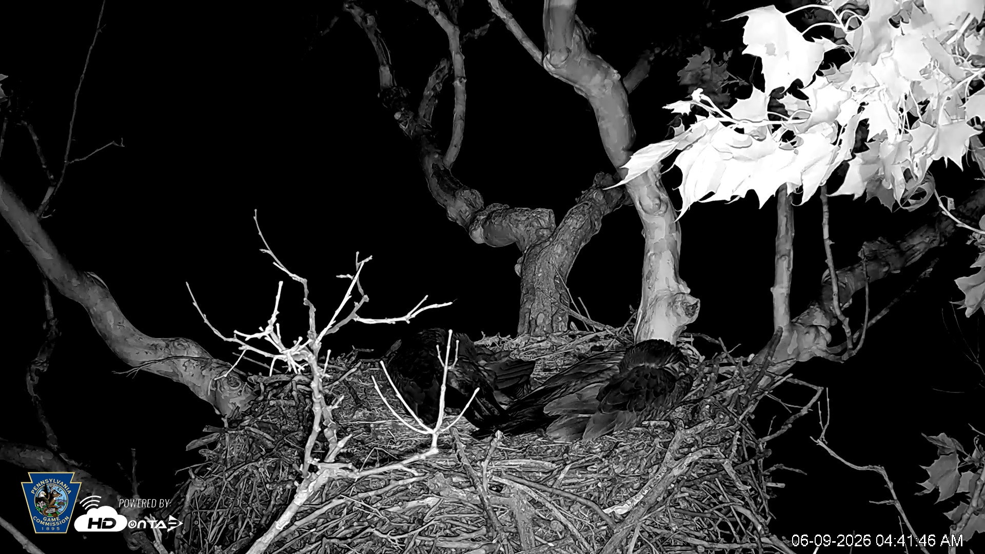 Snapshot of PA Farm Country Eagles Live Cams taken Jun 9, 2026, 4:42am EDT