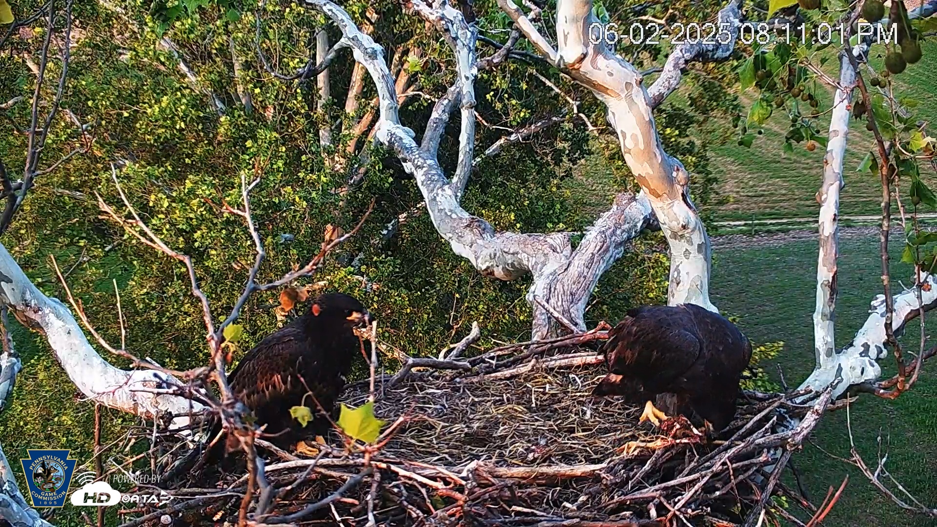 Snapshot of PA Farm Country Eagles Live Cams taken Jun 2, 2025, 8:11pm EDT
