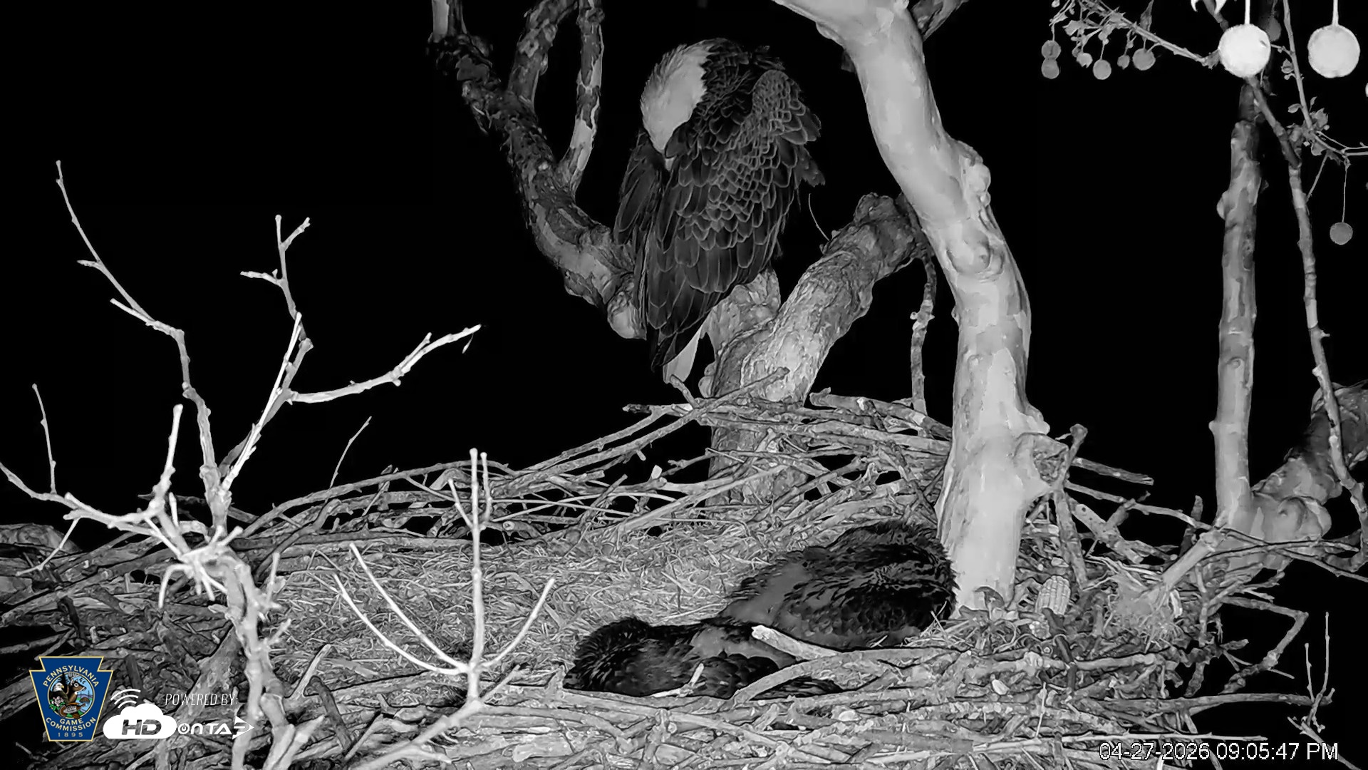Snapshot of PA Farm Country Eagles Live Cams taken Apr 27, 2026, 9:06pm EDT