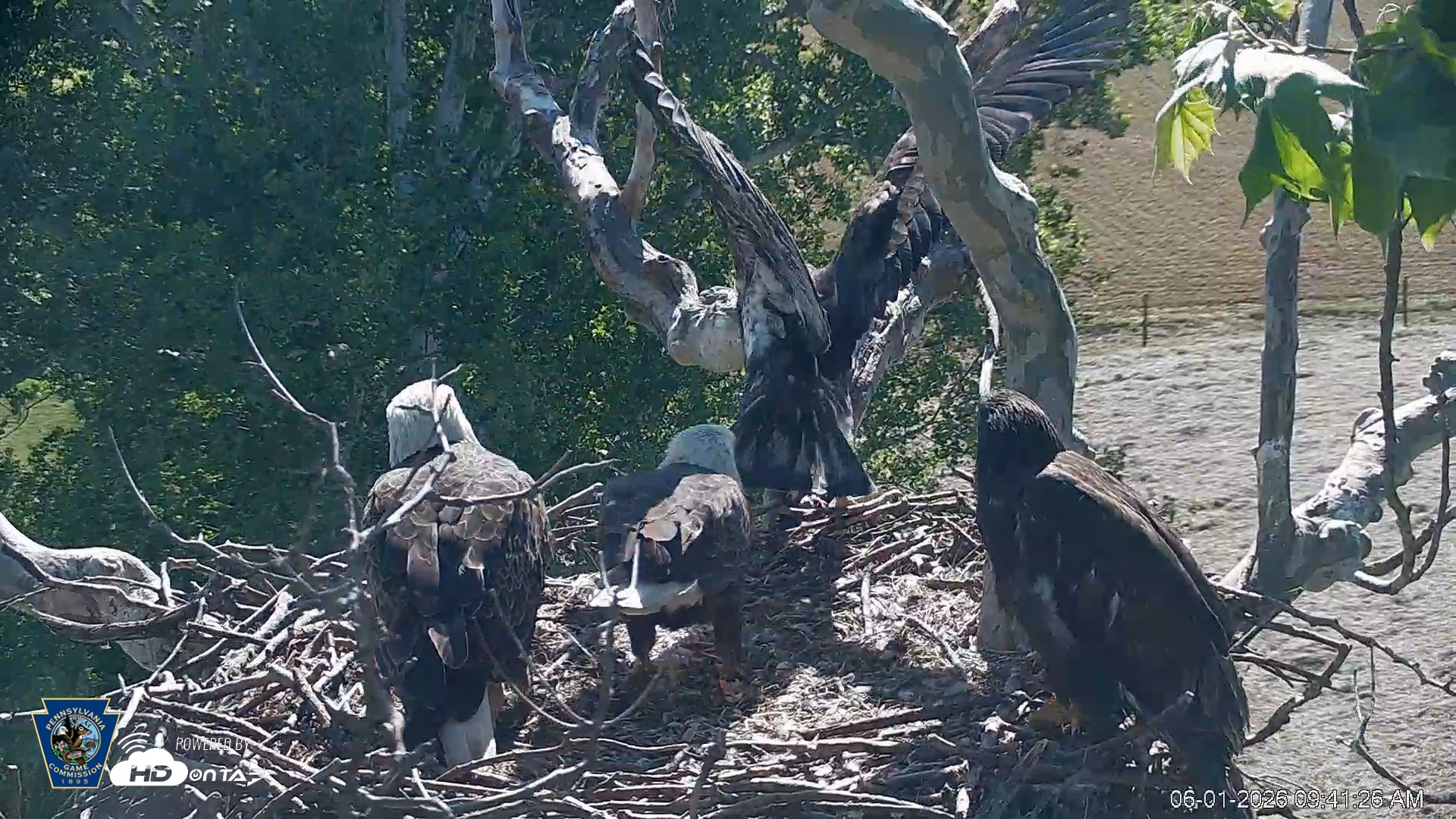 Snapshot of PA Farm Country Eagles Live Cams taken Jun 1, 2026, 9:42am EDT