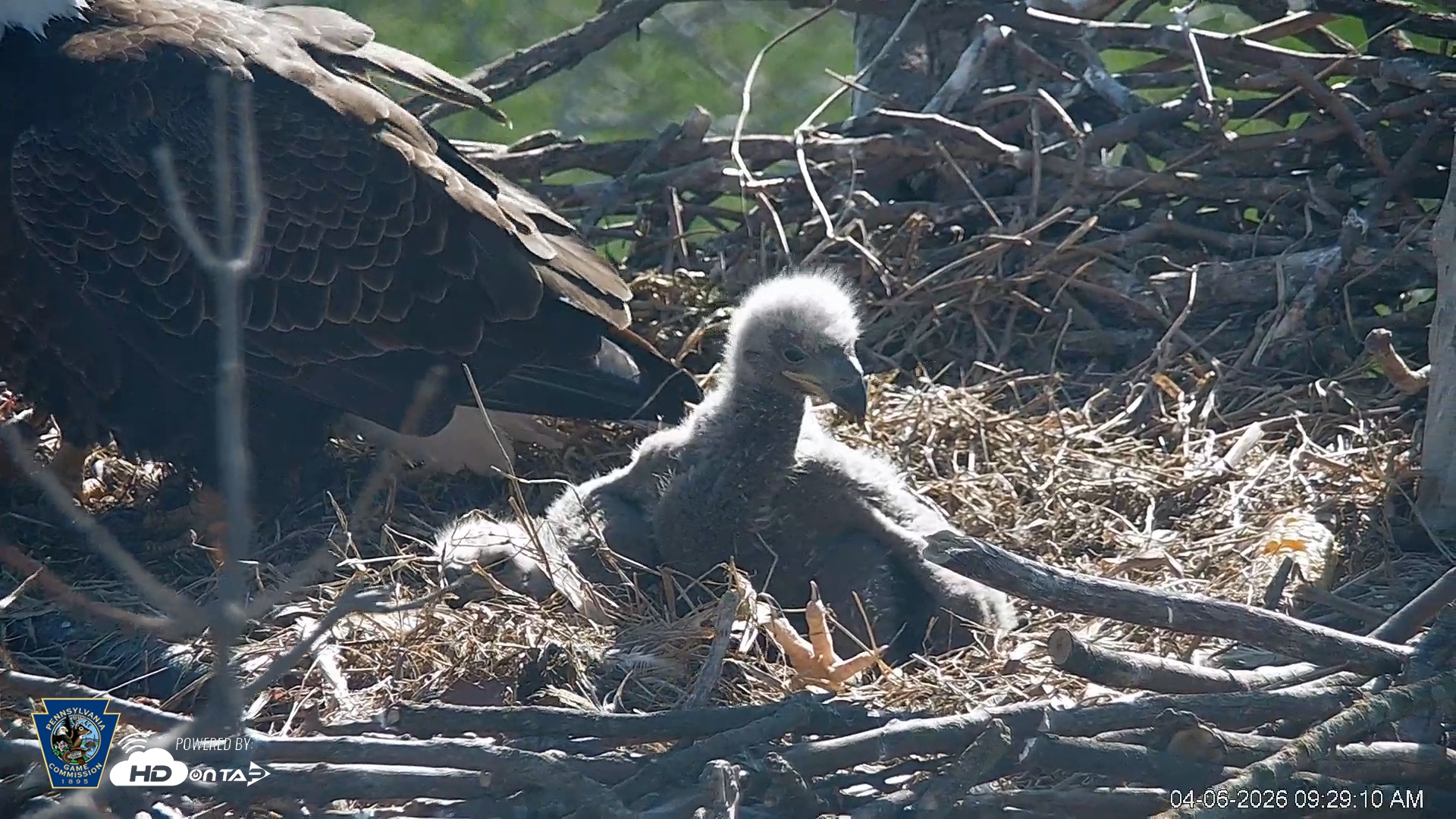 Snapshot of PA Farm Country Eagles Live Cams taken Apr 6, 2026, 9:29am EDT