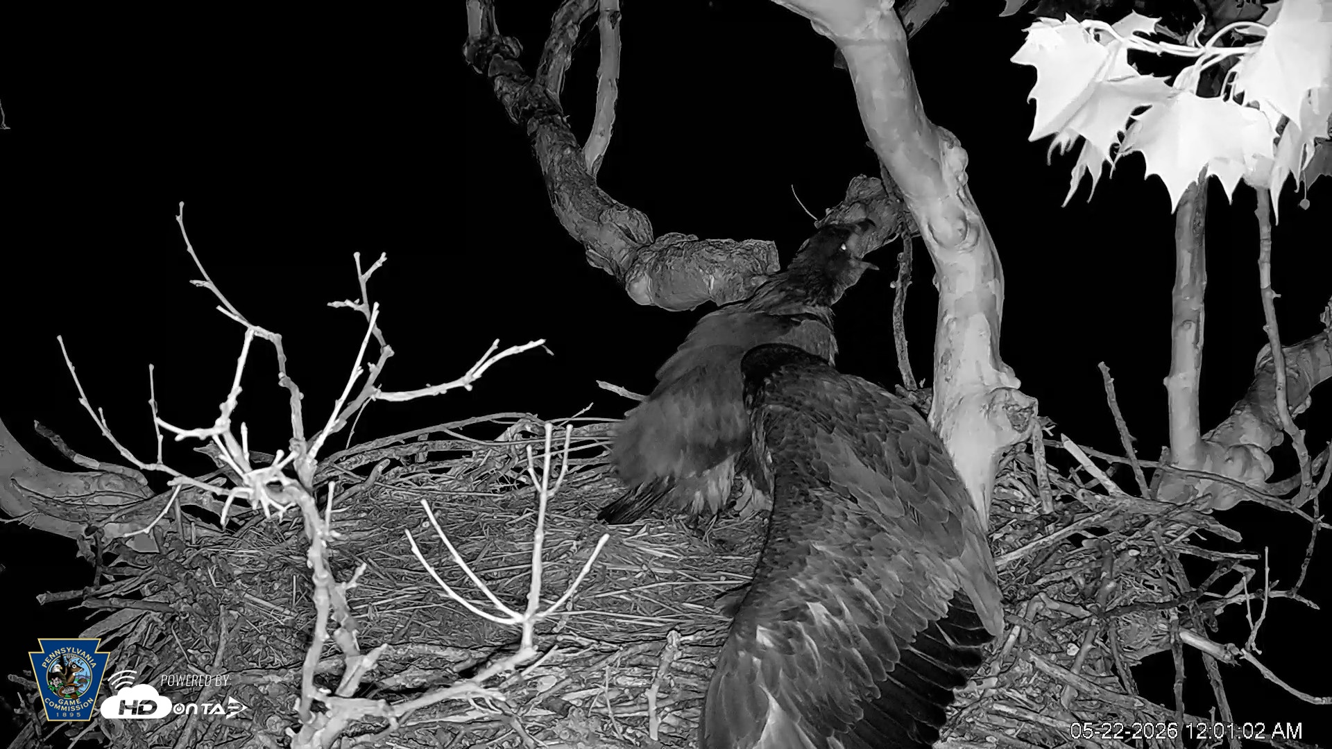 Snapshot of PA Farm Country Eagles Live Cams taken May 22, 2026, 12:02am EDT