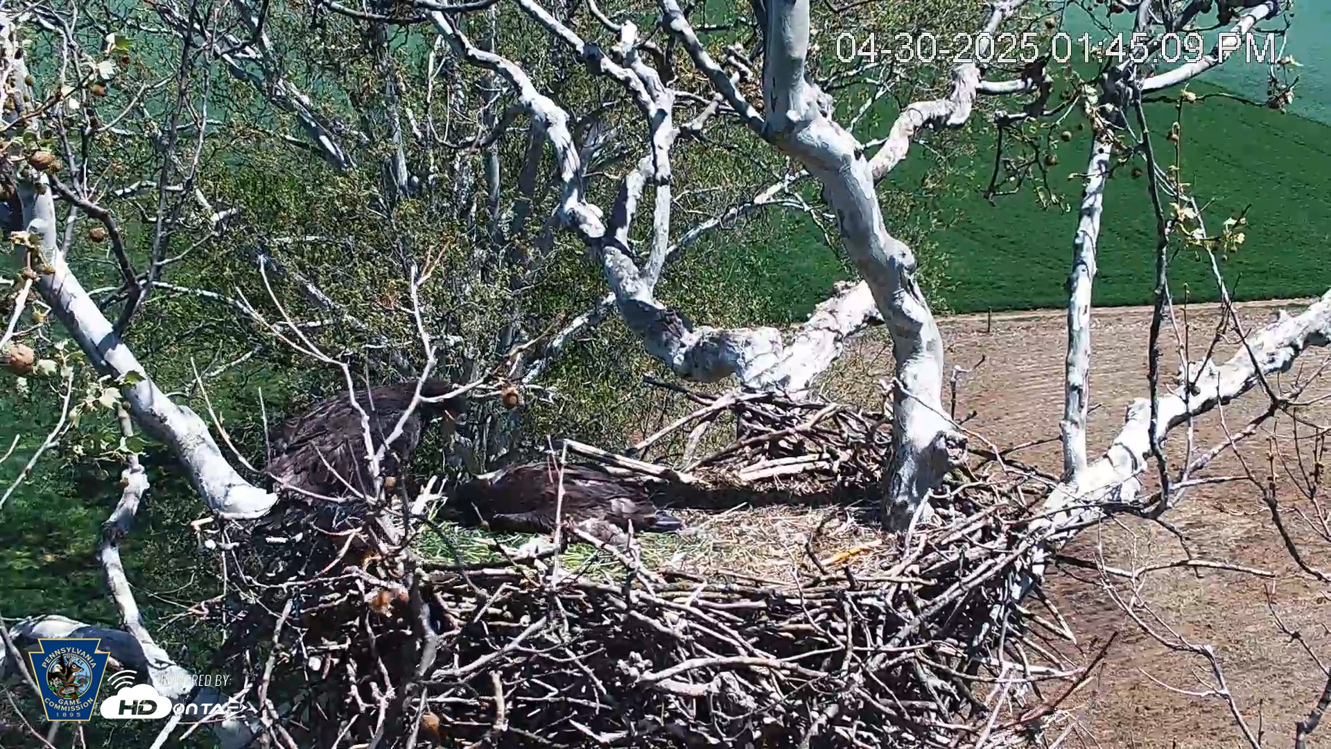 Snapshot of PA Farm Country Eagles Live Cams taken Apr 30, 2025, 1:45pm EDT