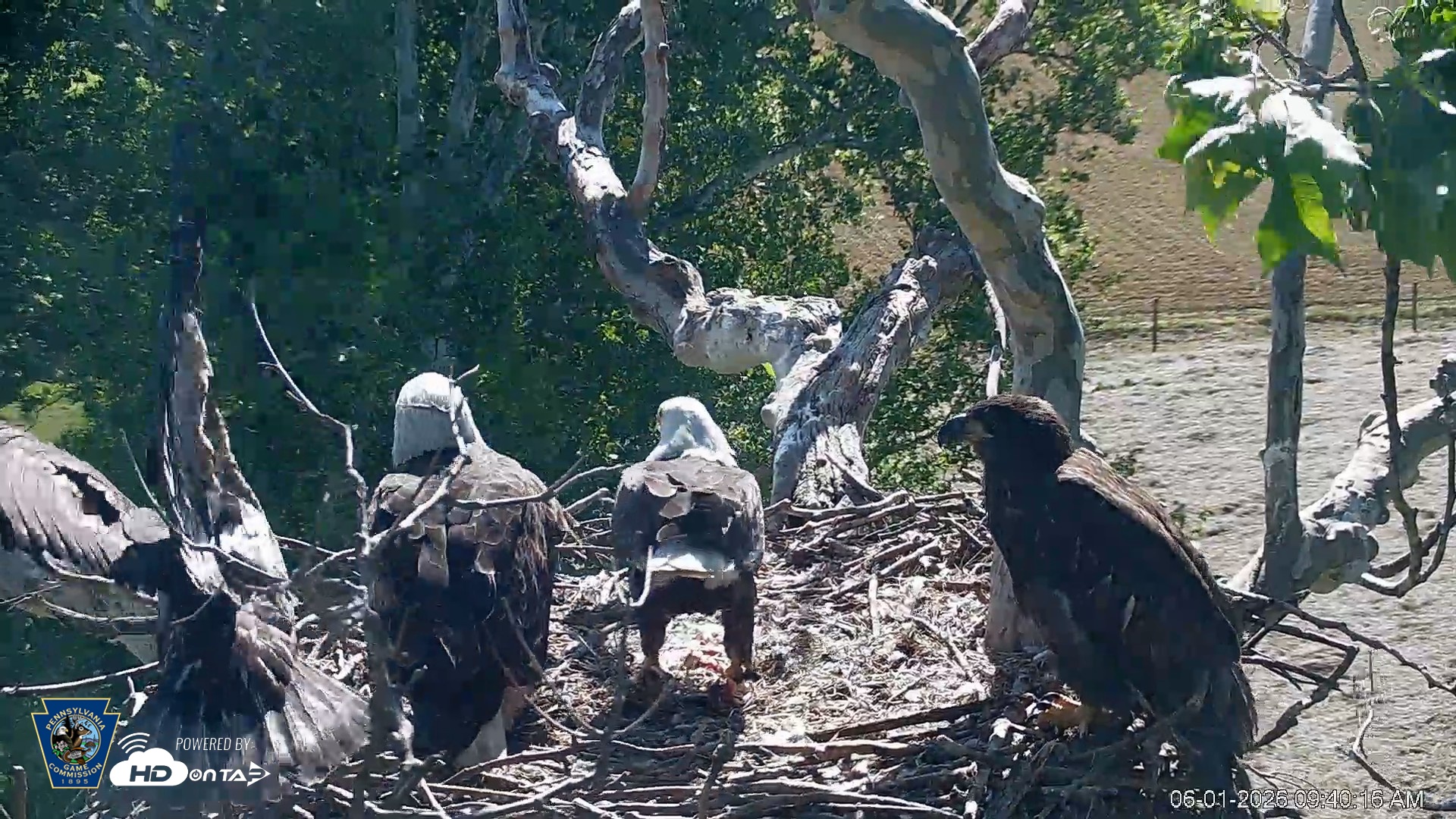 Snapshot of PA Farm Country Eagles Live Cams taken Jun 1, 2026, 9:41am EDT