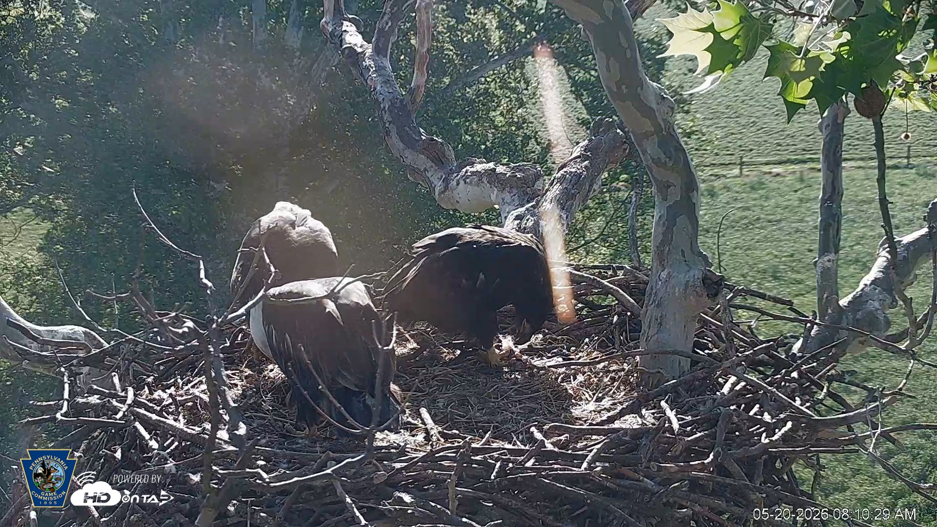 Snapshot of PA Farm Country Eagles Live Cams taken May 20, 2026, 8:11am EDT