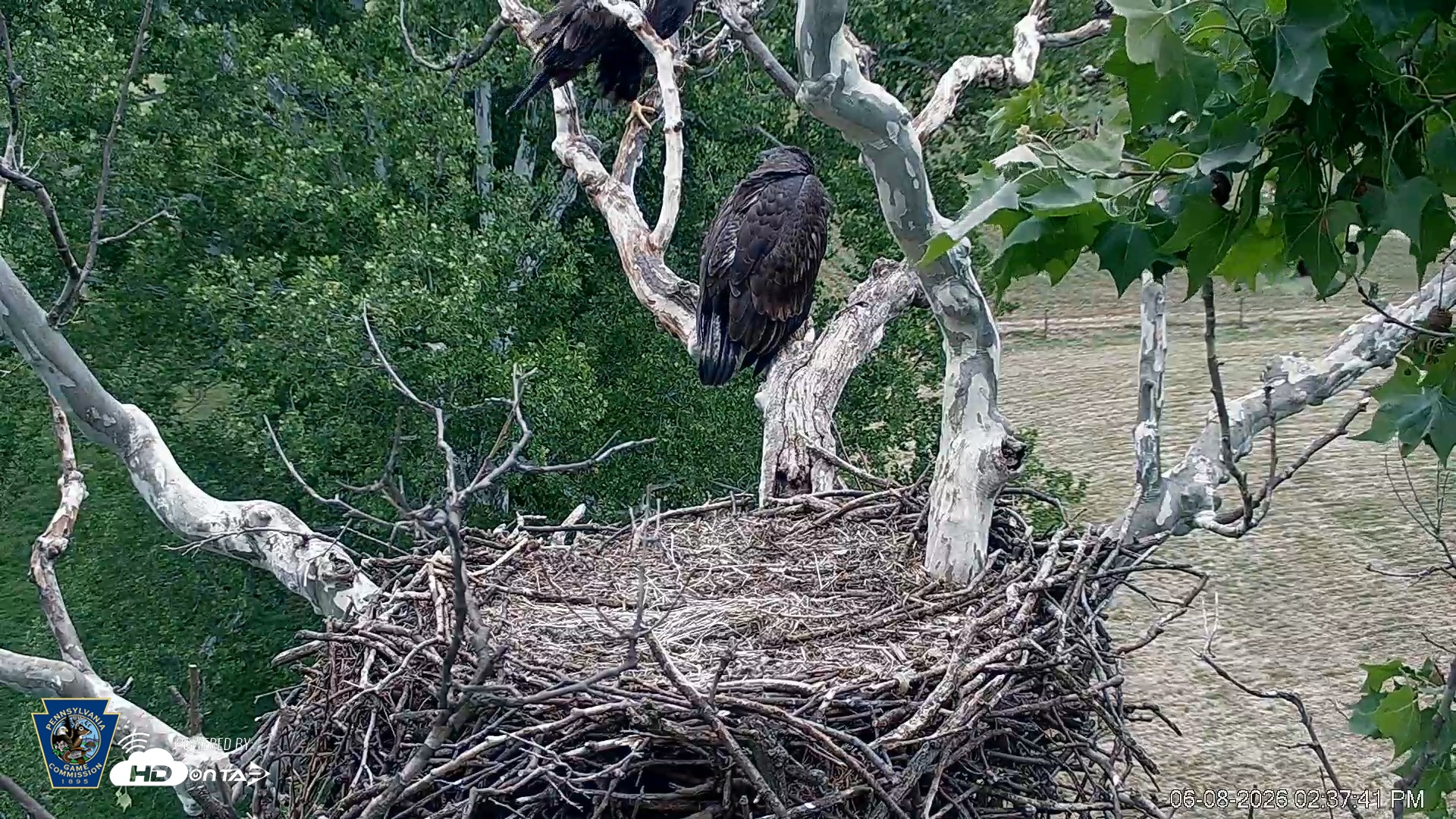 Snapshot of PA Farm Country Eagles Live Cams taken Jun 8, 2026, 2:38pm EDT