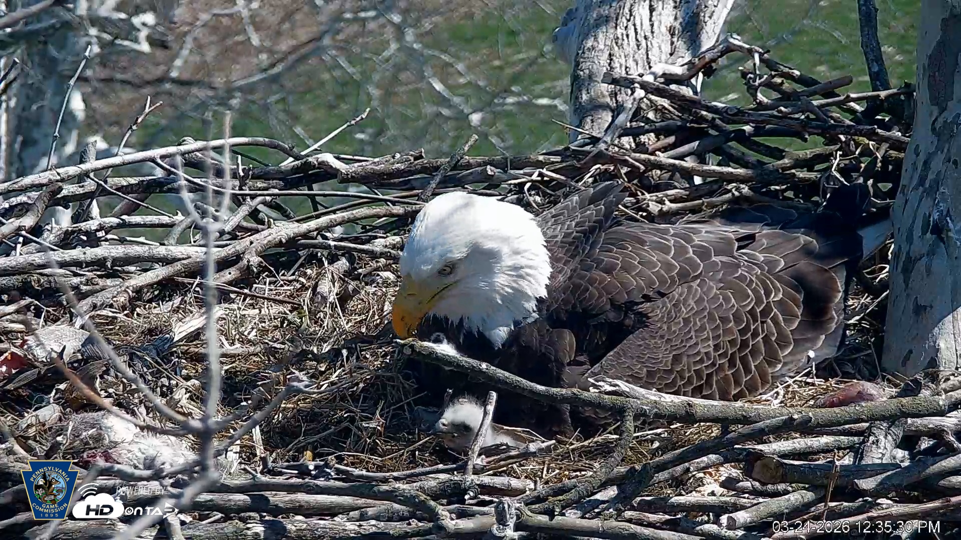 Snapshot of PA Farm Country Eagles Live Cams taken Mar 24, 2026, 12:36pm EDT