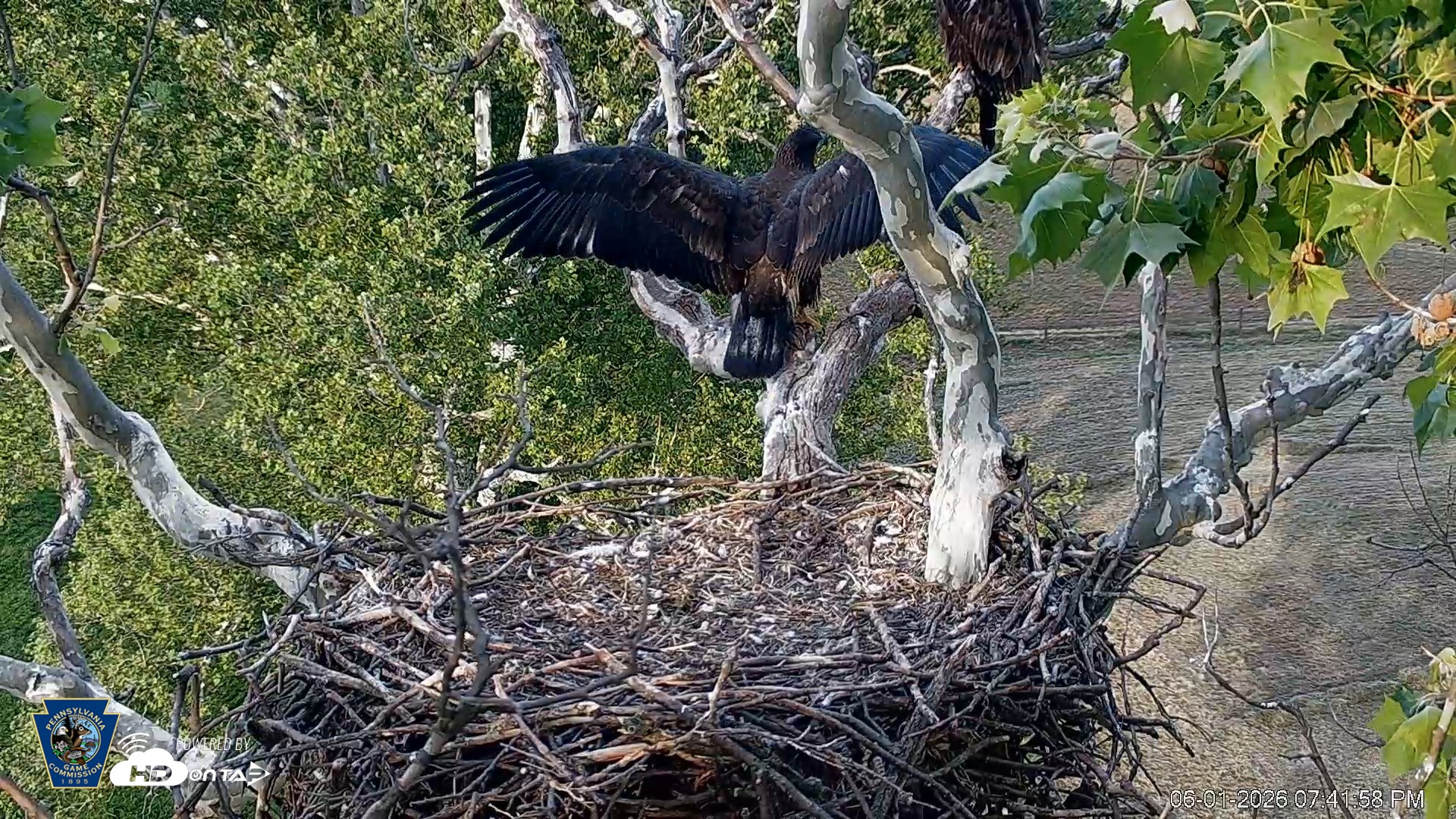 Snapshot of PA Farm Country Eagles Live Cams taken Jun 1, 2026, 7:42pm EDT