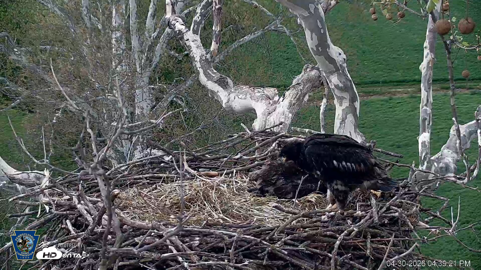 Snapshot of PA Farm Country Eagles Live Cams taken Apr 30, 2026, 4:40pm EDT