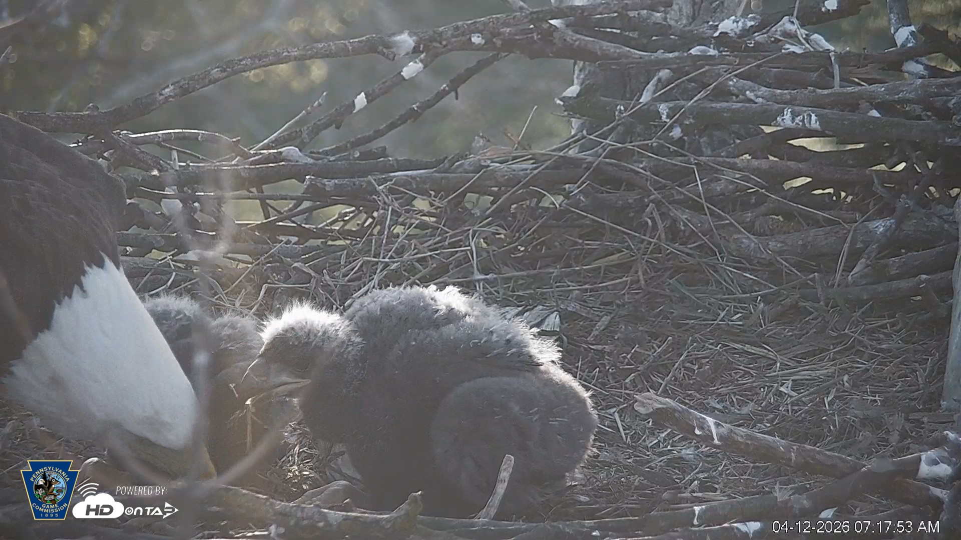 Snapshot of PA Farm Country Eagles Live Cams taken Apr 12, 2026, 7:18am EDT