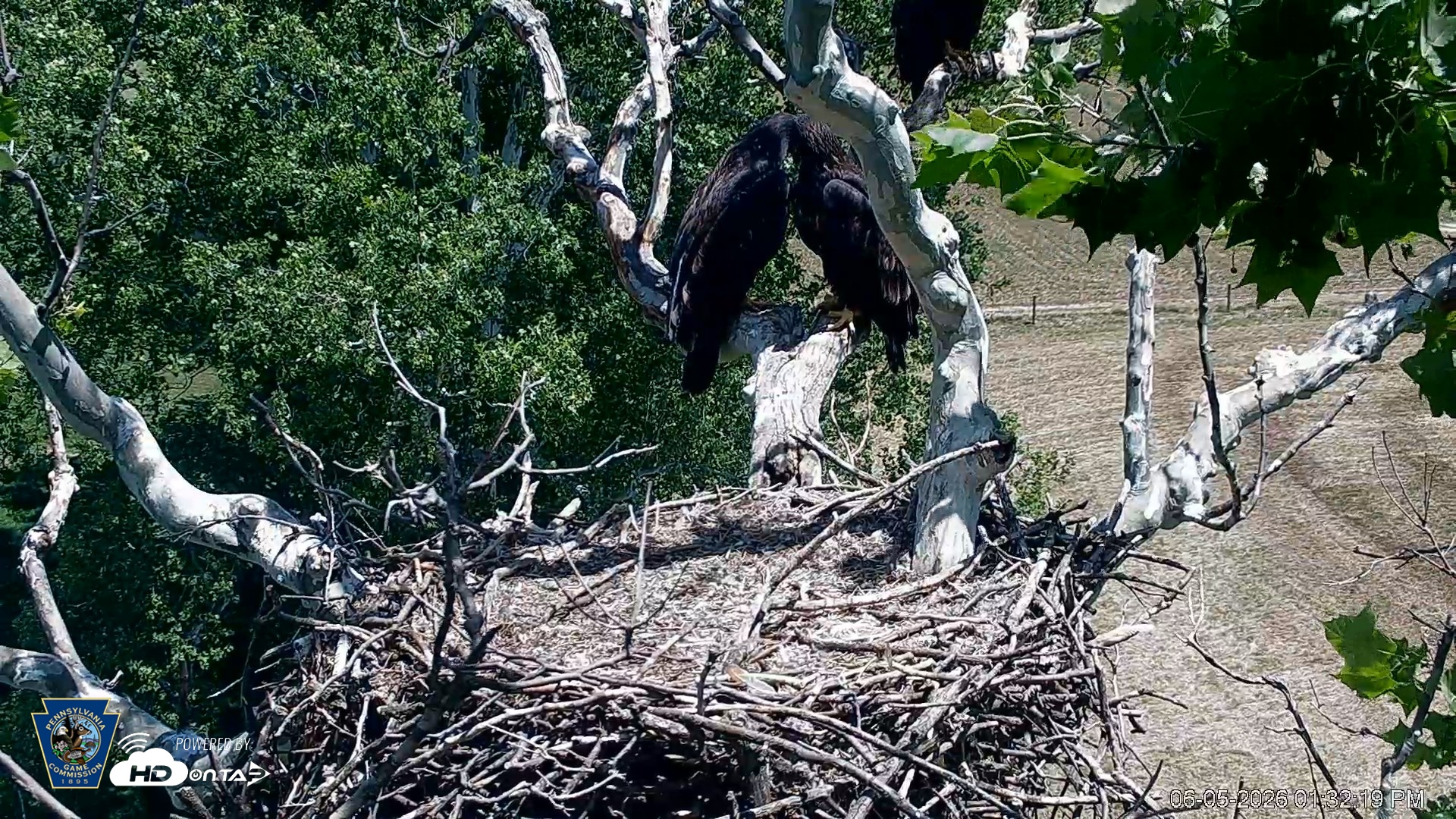 Snapshot of PA Farm Country Eagles Live Cams taken Jun 5, 2026, 1:34pm EDT