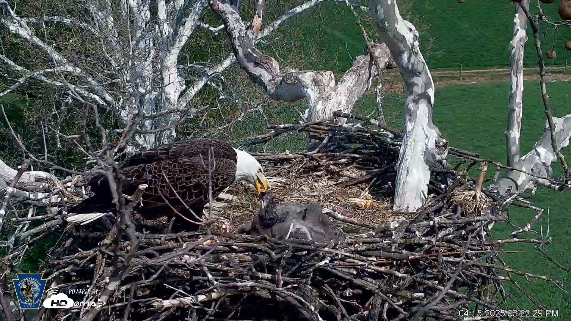 Snapshot of PA Farm Country Eagles Live Cams taken Apr 15, 2026, 3:23pm EDT