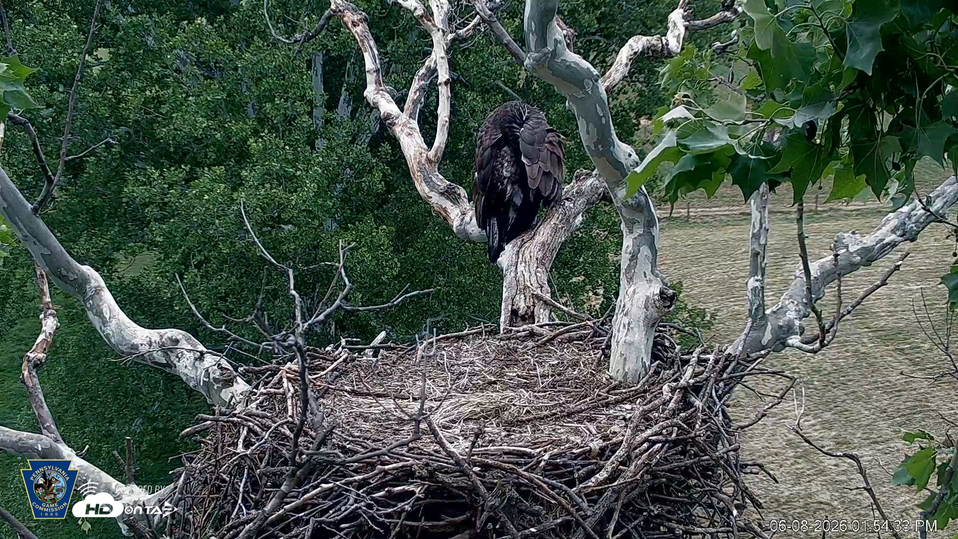 Snapshot of PA Farm Country Eagles Live Cams taken Jun 8, 2026, 1:55pm EDT