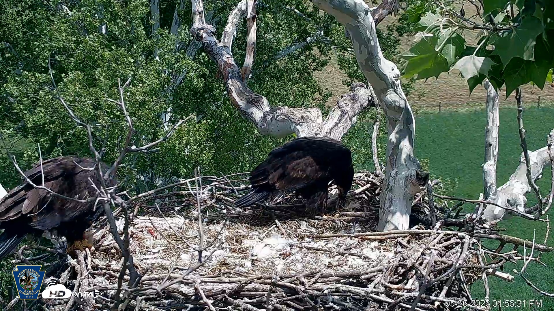 Snapshot of PA Farm Country Eagles Live Cams taken May 26, 2026, 1:57pm EDT