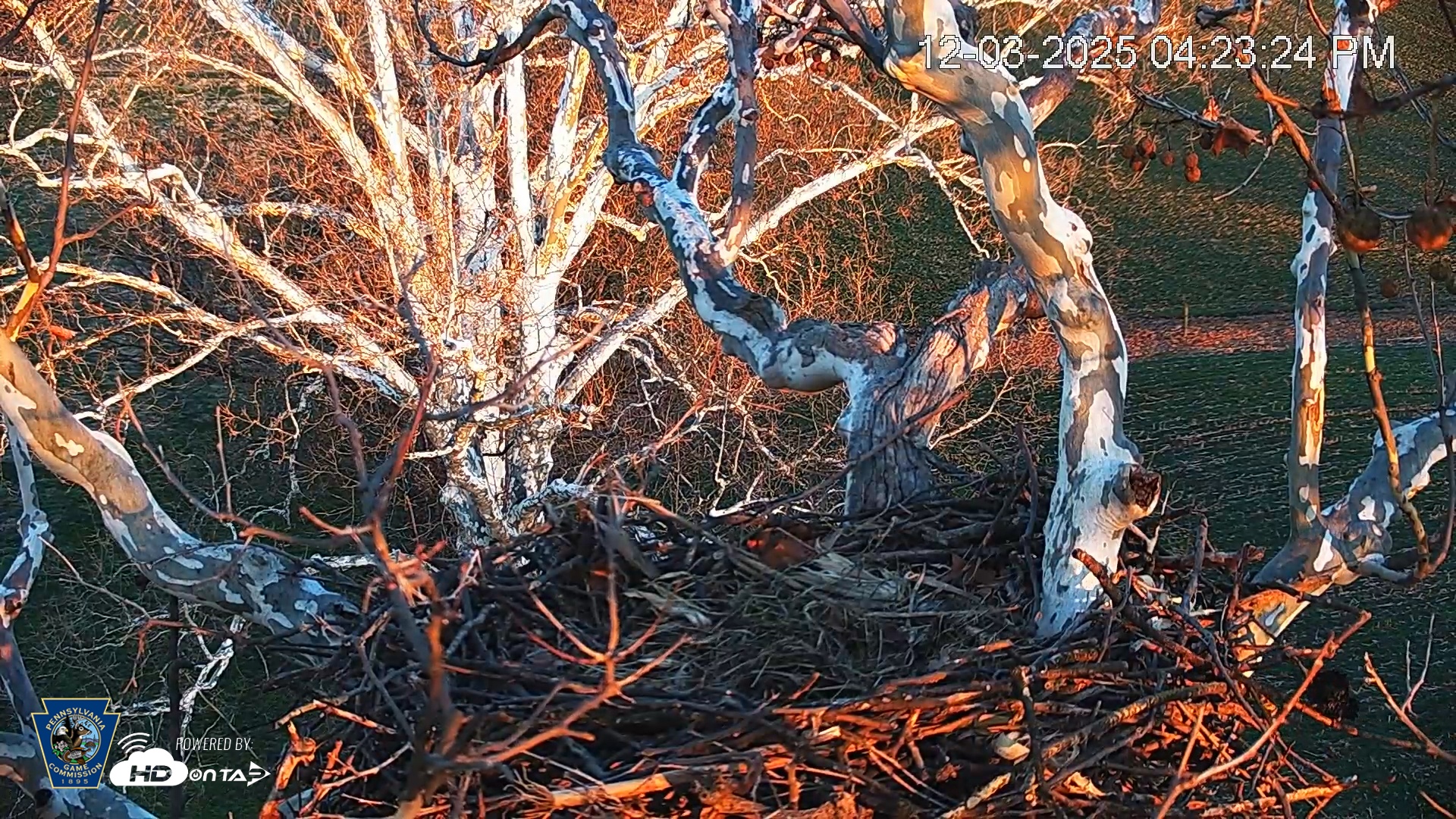 Snapshot of PA Farm Country Eagles Live Cams taken Dec 3, 2025, 4:24pm EST