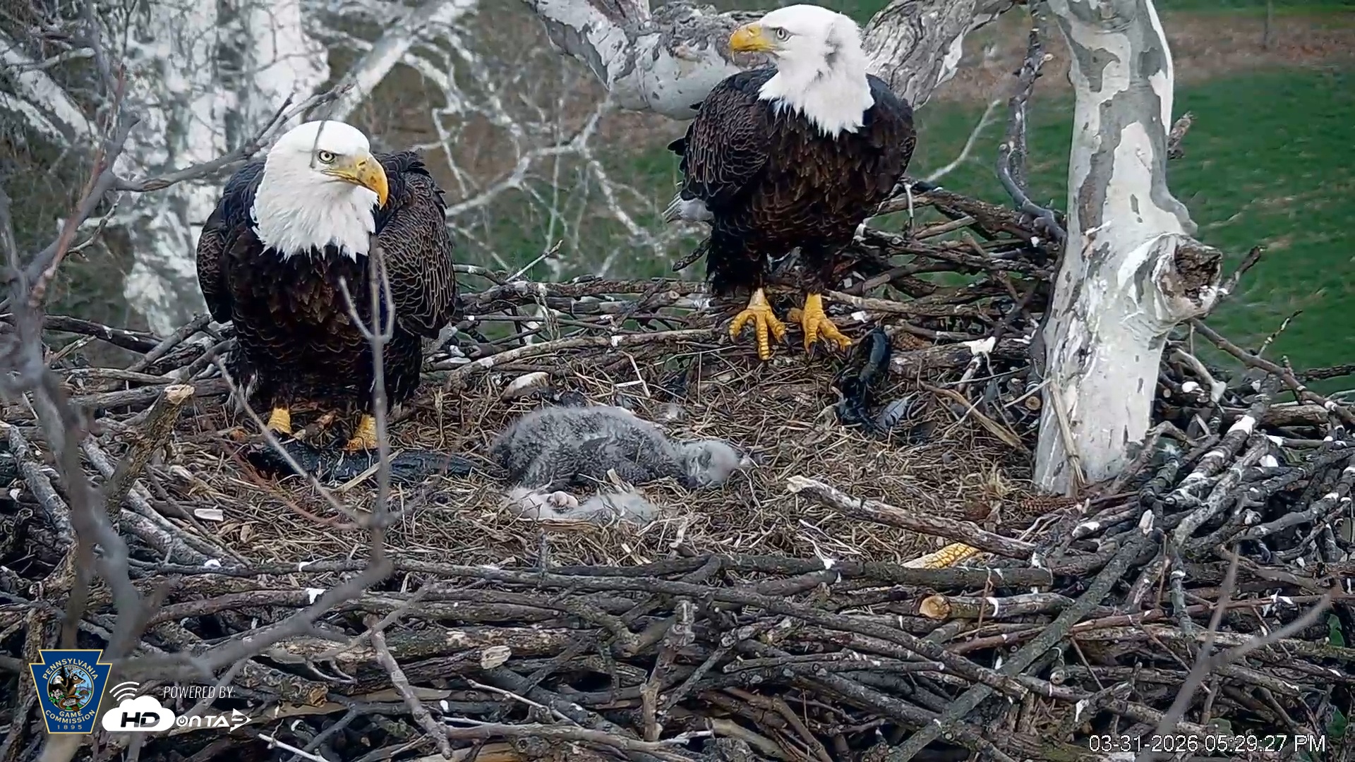 Snapshot of PA Farm Country Eagles Live Cams taken Mar 31, 2026, 5:30pm EDT