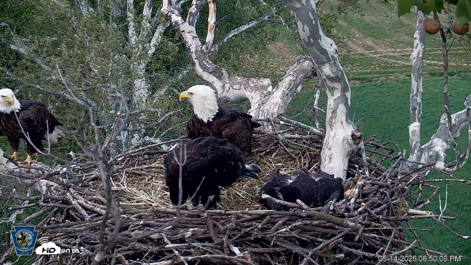 Snapshot of PA Farm Country Eagles Live Cams taken May 14, 2026, 6:51pm EDT
