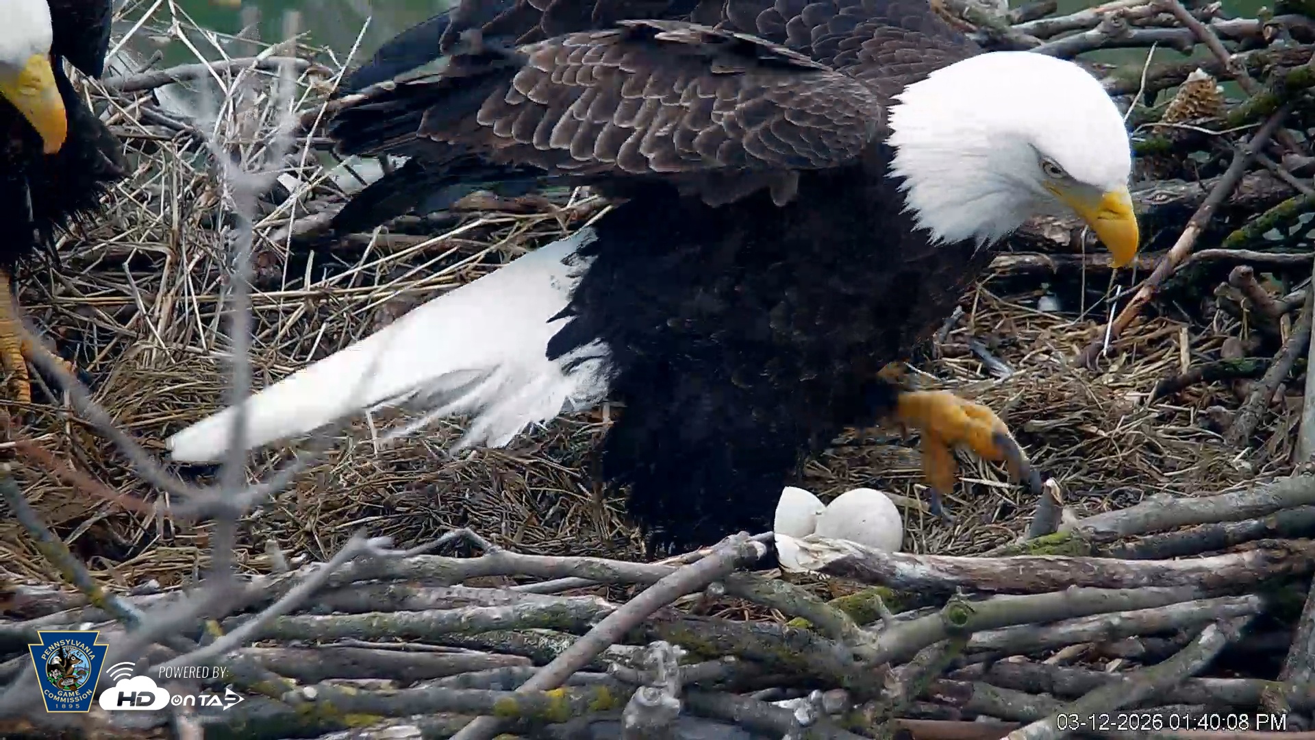 Snapshot of PA Farm Country Eagles Live Cams taken Mar 12, 2026, 1:41pm EDT