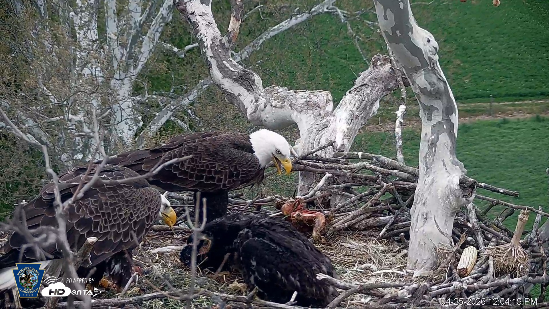 Snapshot of PA Farm Country Eagles Live Cams taken Apr 25, 2026, 12:05pm EDT