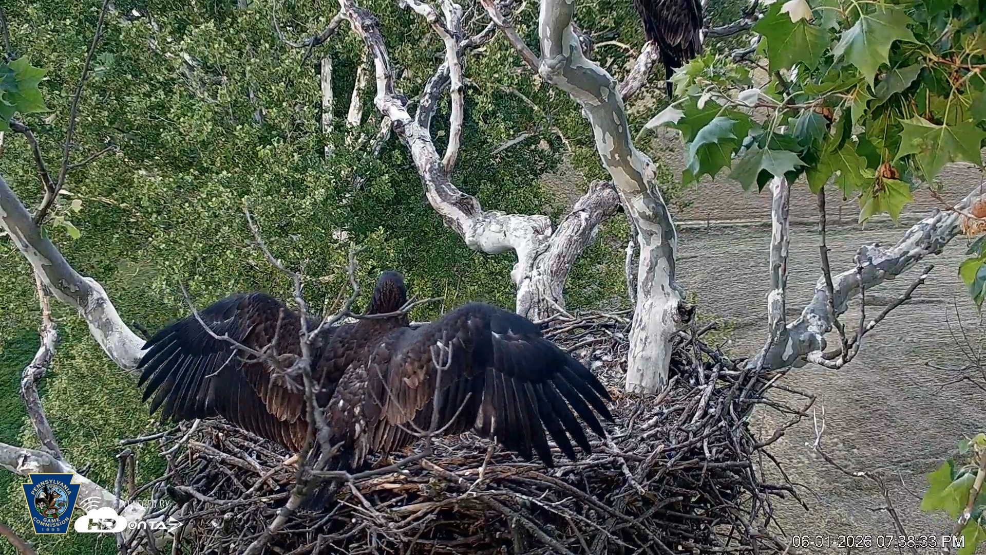 Snapshot of PA Farm Country Eagles Live Cams taken Jun 1, 2026, 7:39pm EDT