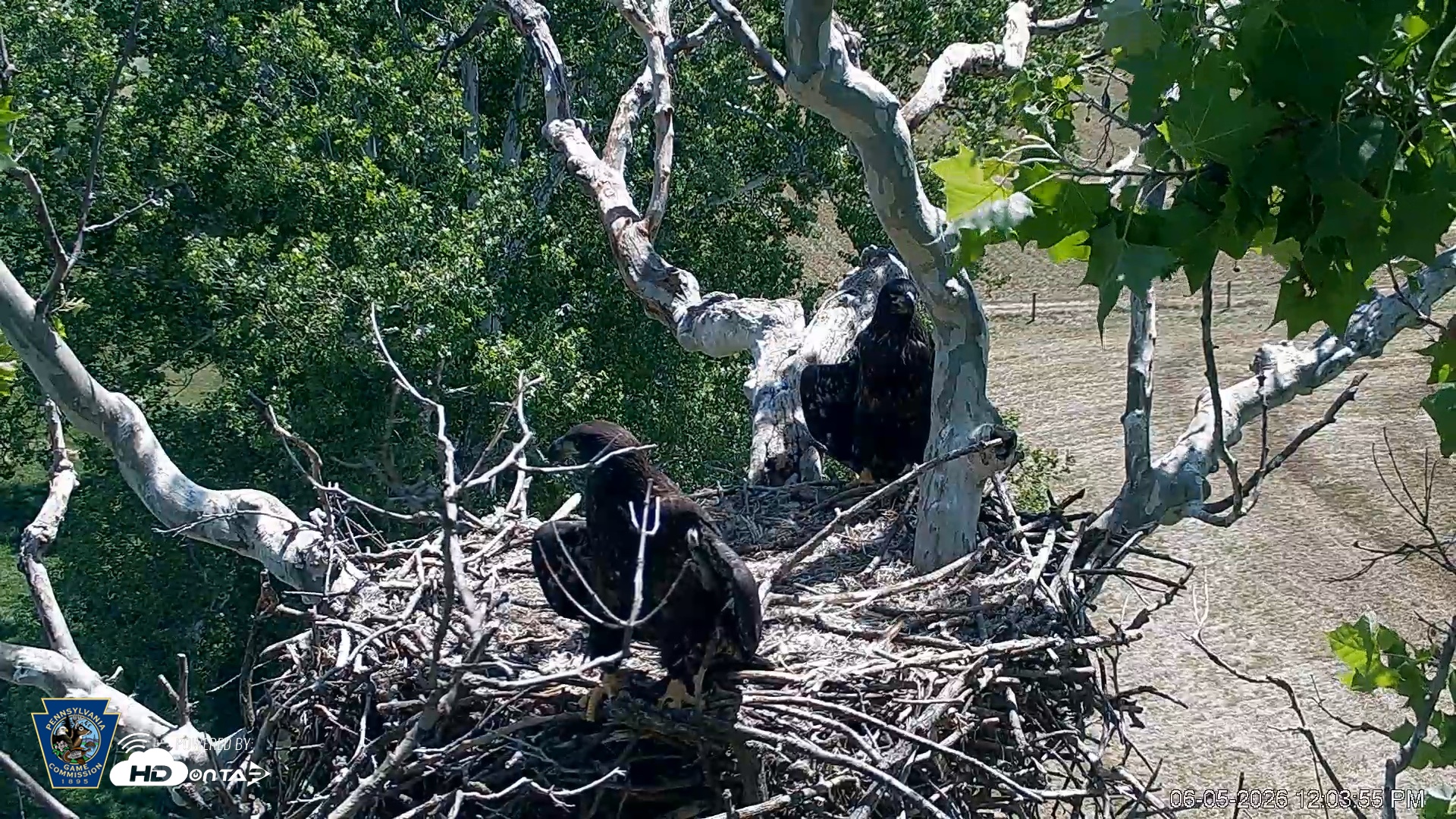 Snapshot of PA Farm Country Eagles Live Cams taken Jun 5, 2026, 12:05pm EDT