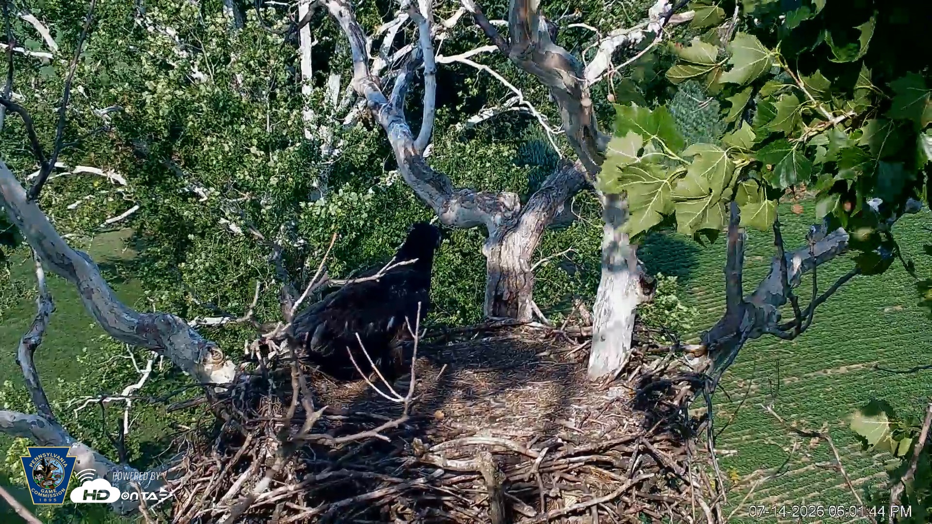 Snapshot of PA Farm Country Eagles Live Cams taken Jul 14, 2026, 6:02pm EDT