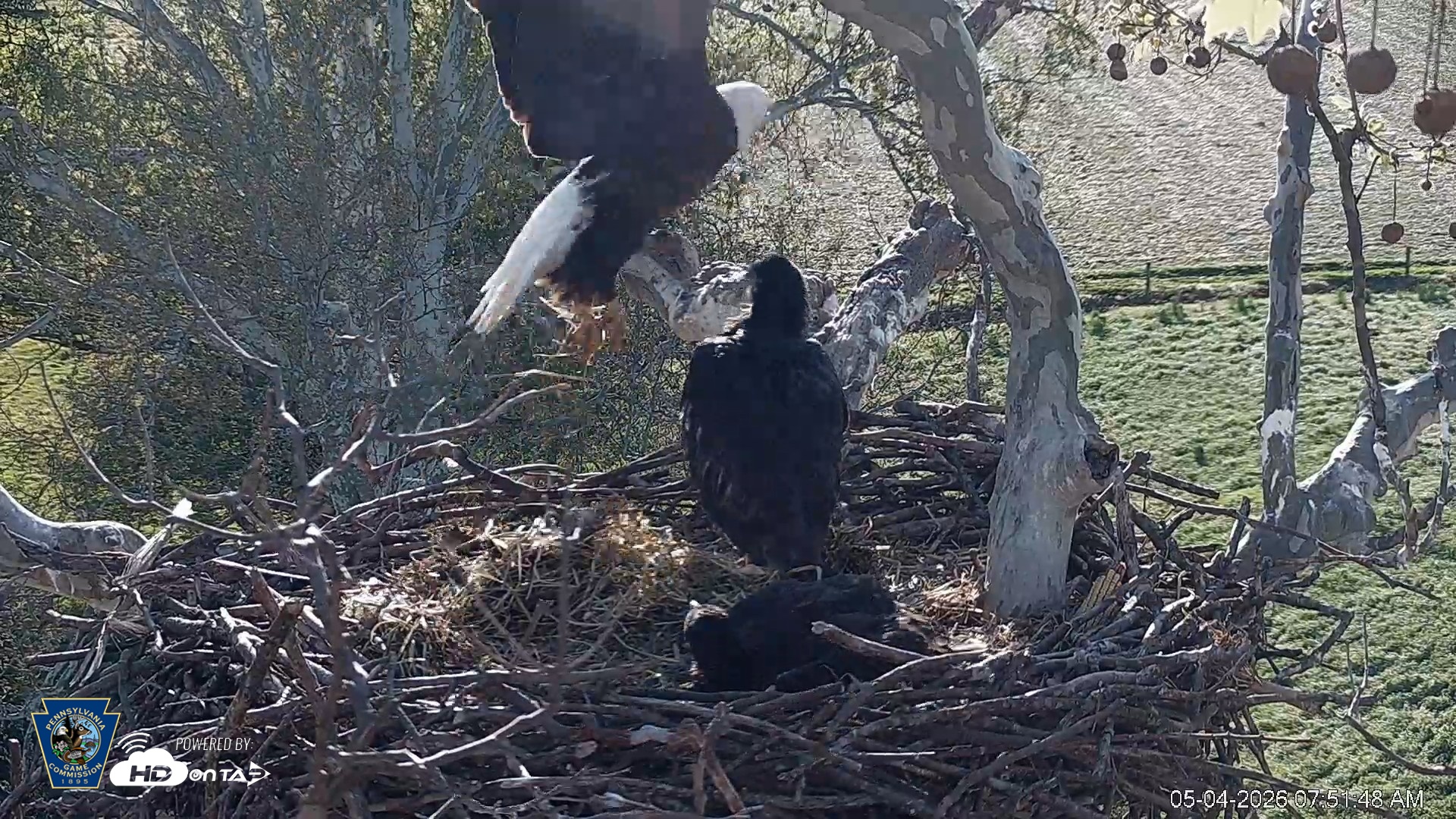 Snapshot of PA Farm Country Eagles Live Cams taken May 4, 2026, 7:52am EDT