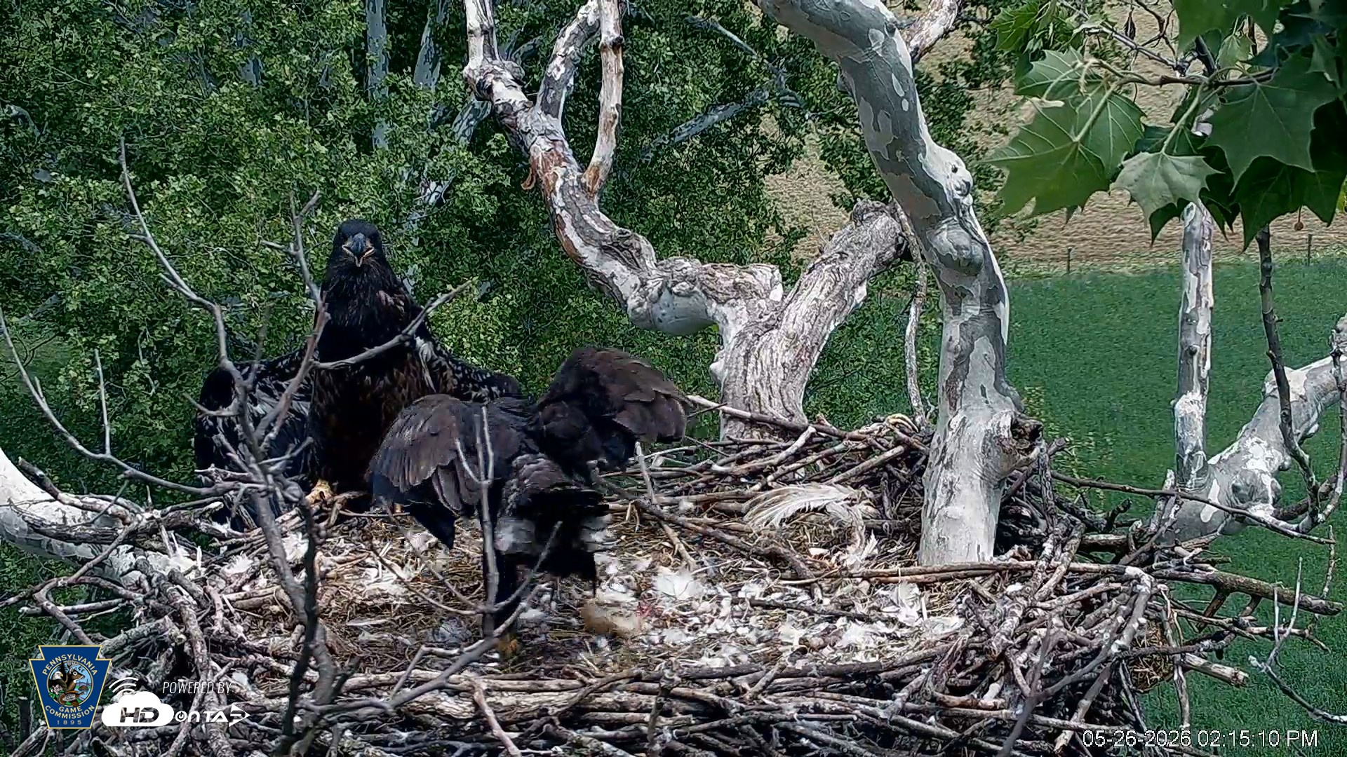 Snapshot of PA Farm Country Eagles Live Cams taken May 26, 2026, 2:15pm EDT
