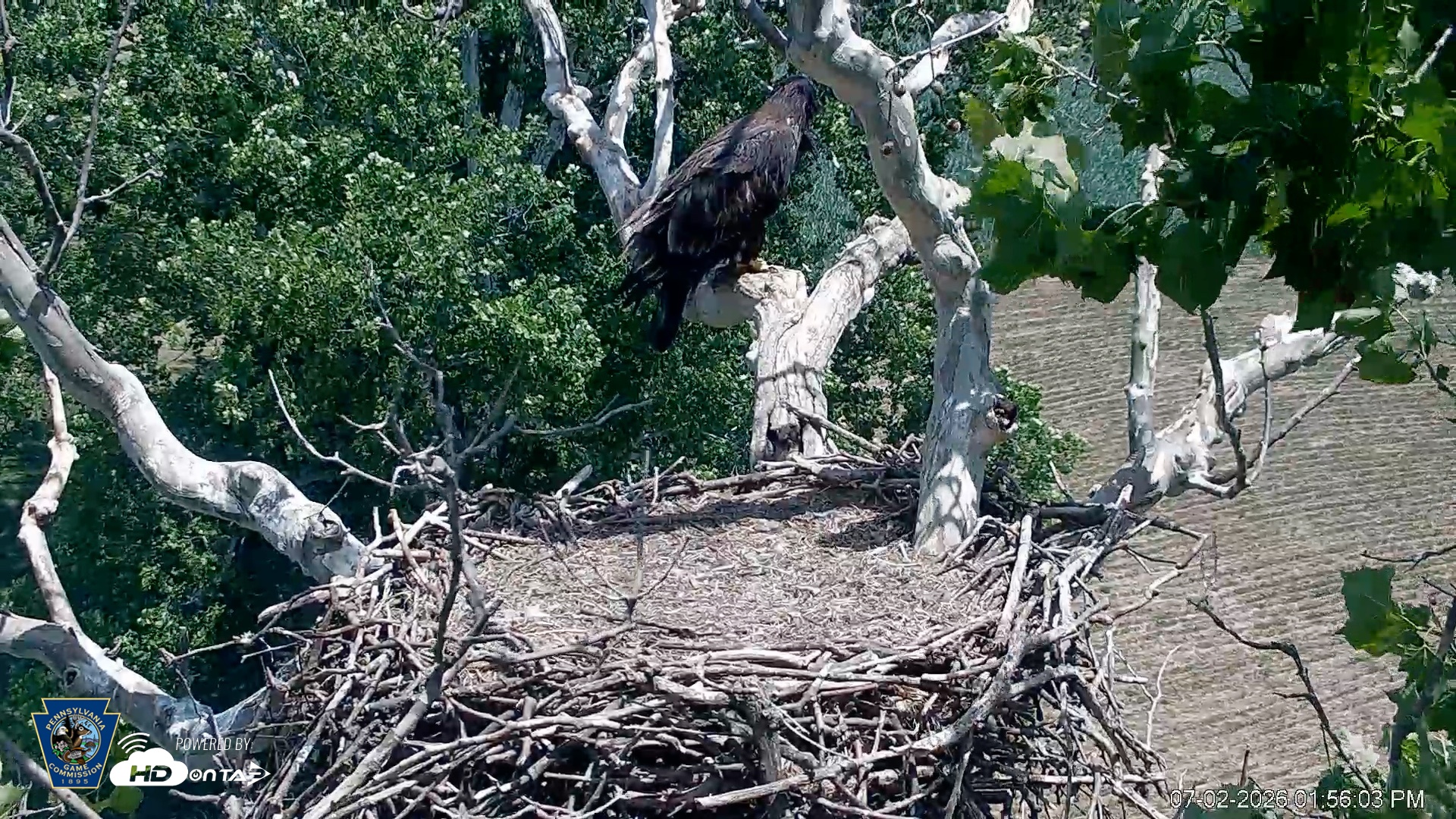 Snapshot of PA Farm Country Eagles Live Cams taken Jul 2, 2026, 1:56pm EDT