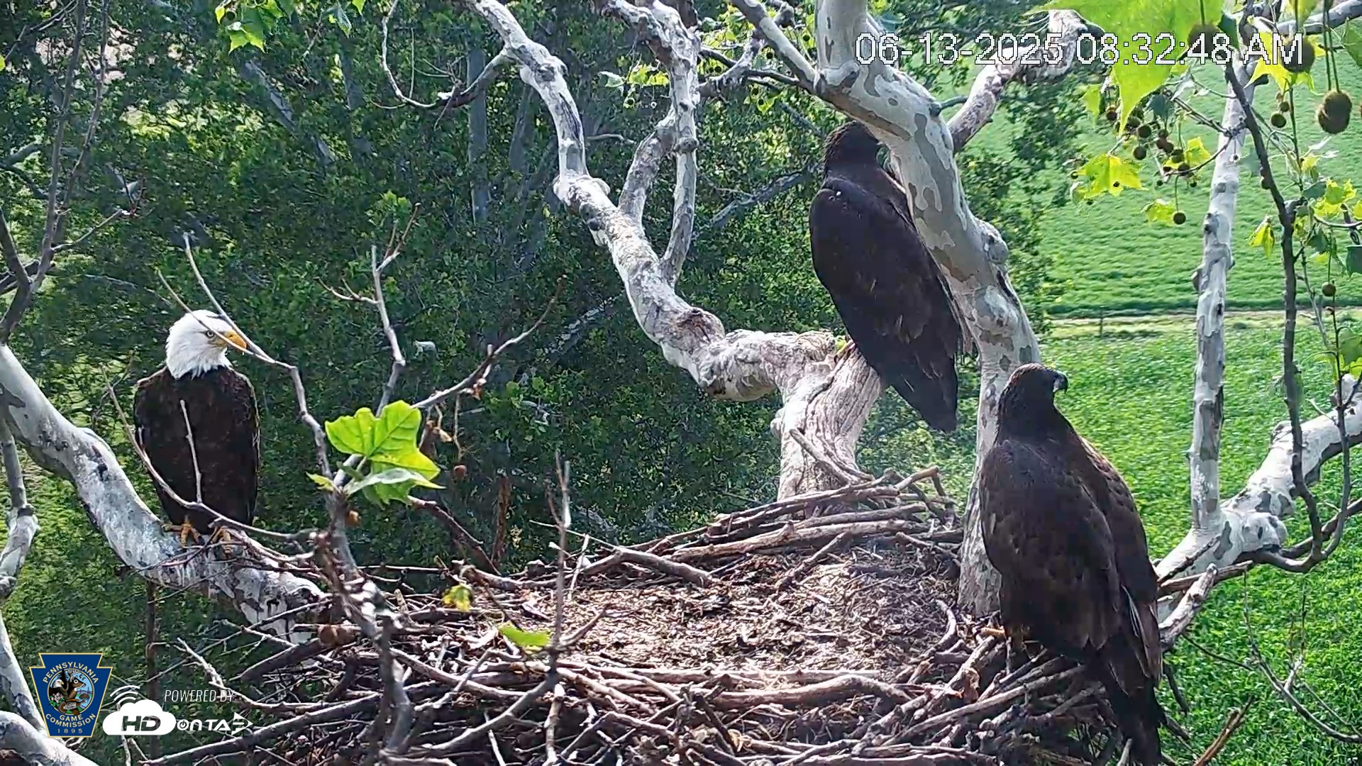 Snapshot of PA Farm Country Eagles Live Cams taken Jun 13, 2025, 8:33am EDT