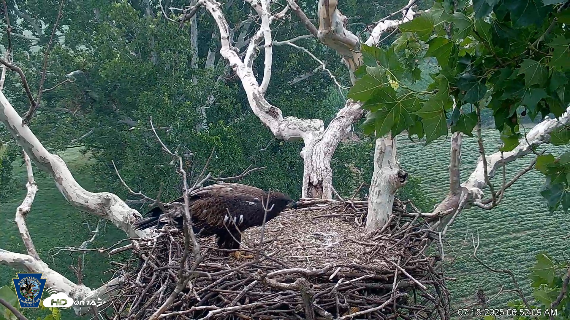 Snapshot of PA Farm Country Eagles Live Cams taken Jul 18, 2026, 6:52am EDT