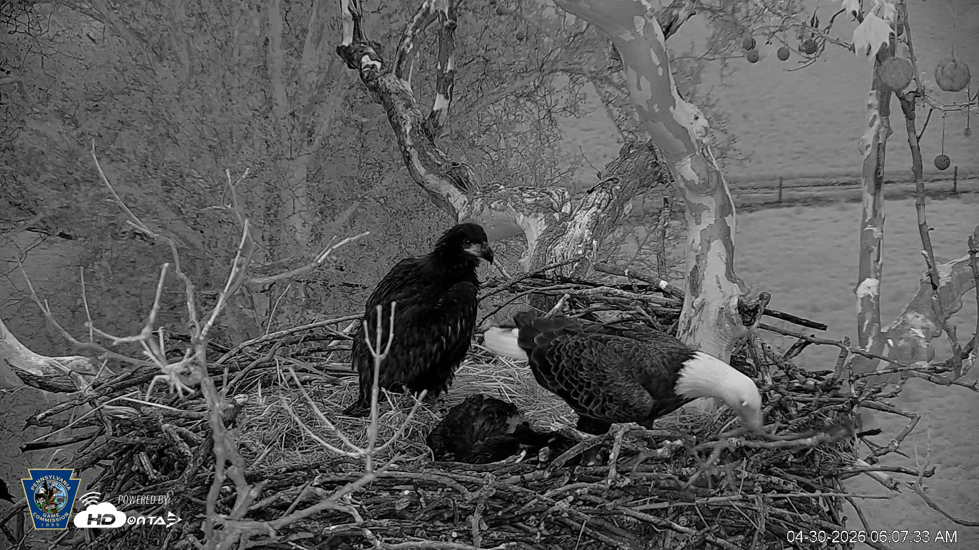 Snapshot of PA Farm Country Eagles Live Cams taken Apr 30, 2026, 6:08am EDT