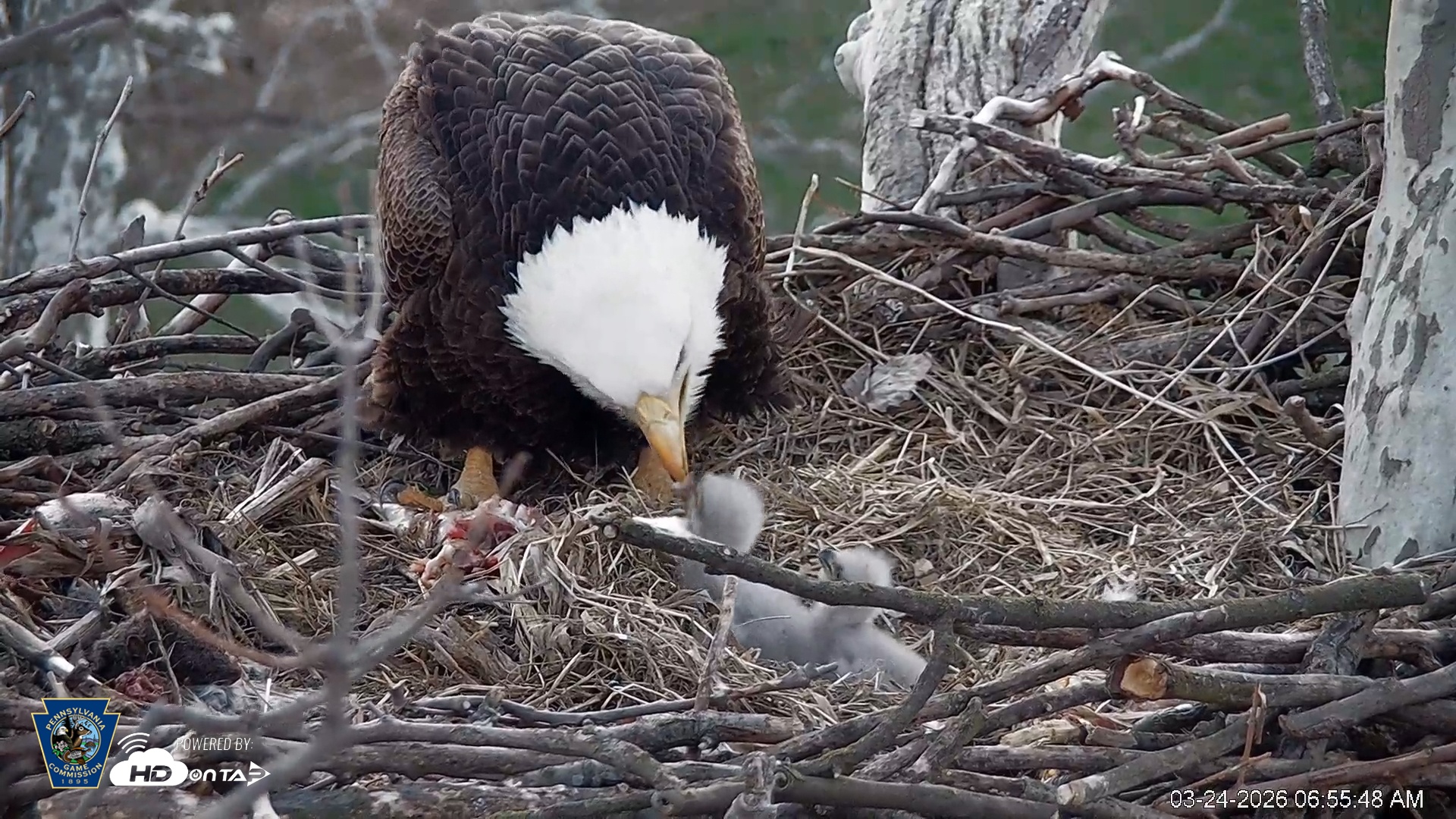 Snapshot of PA Farm Country Eagles Live Cams taken Mar 24, 2026, 6:56am EDT
