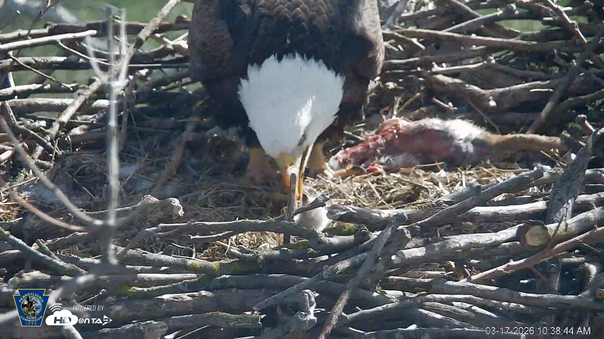 Snapshot of PA Farm Country Eagles Live Cams taken Mar 17, 2026, 10:39am EDT