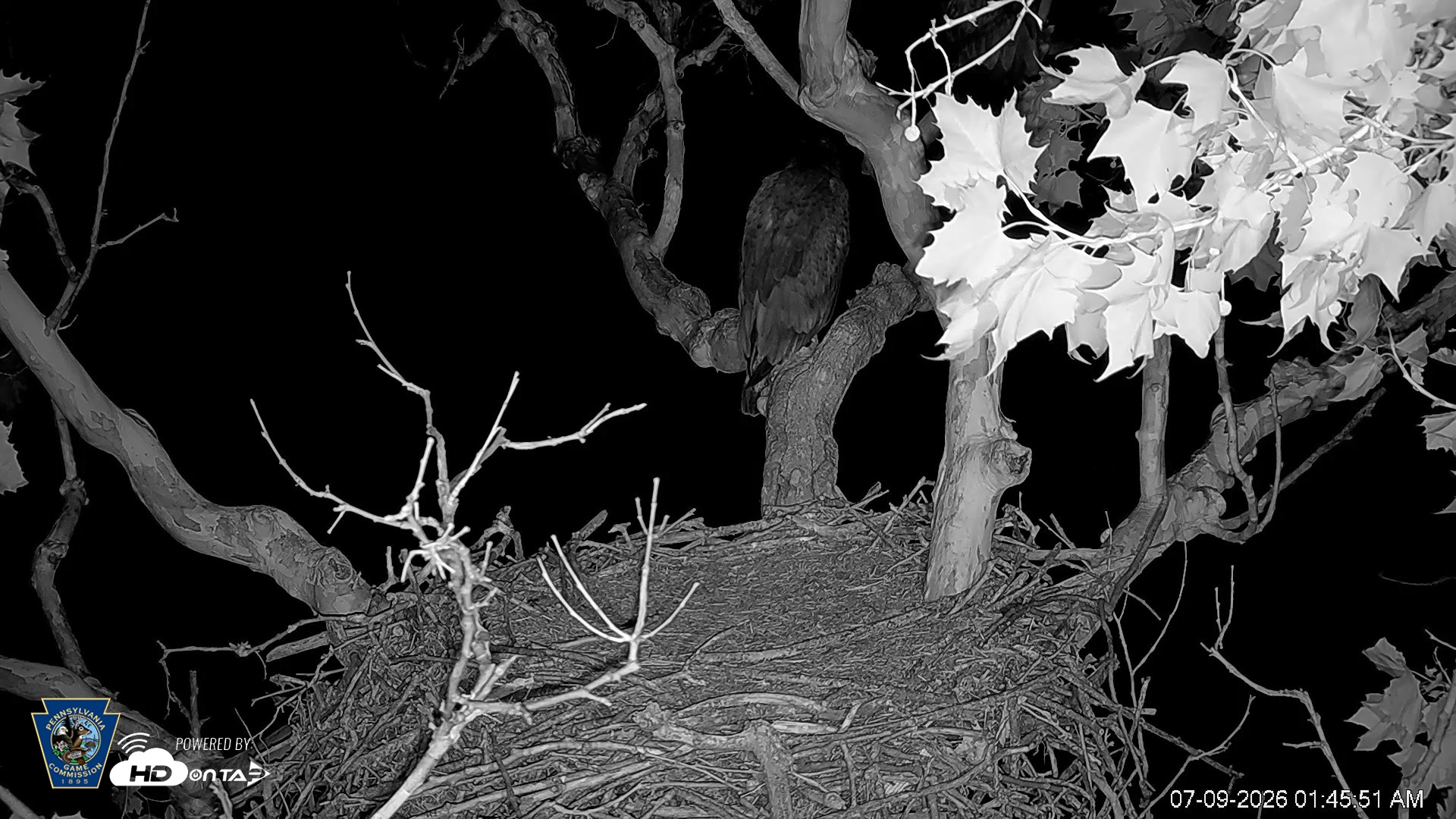 Snapshot of PA Farm Country Eagles Live Cams taken Jul 9, 2026, 1:46am EDT