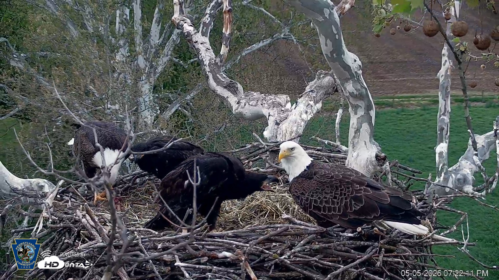 Snapshot of PA Farm Country Eagles Live Cams taken May 5, 2026, 7:22pm EDT