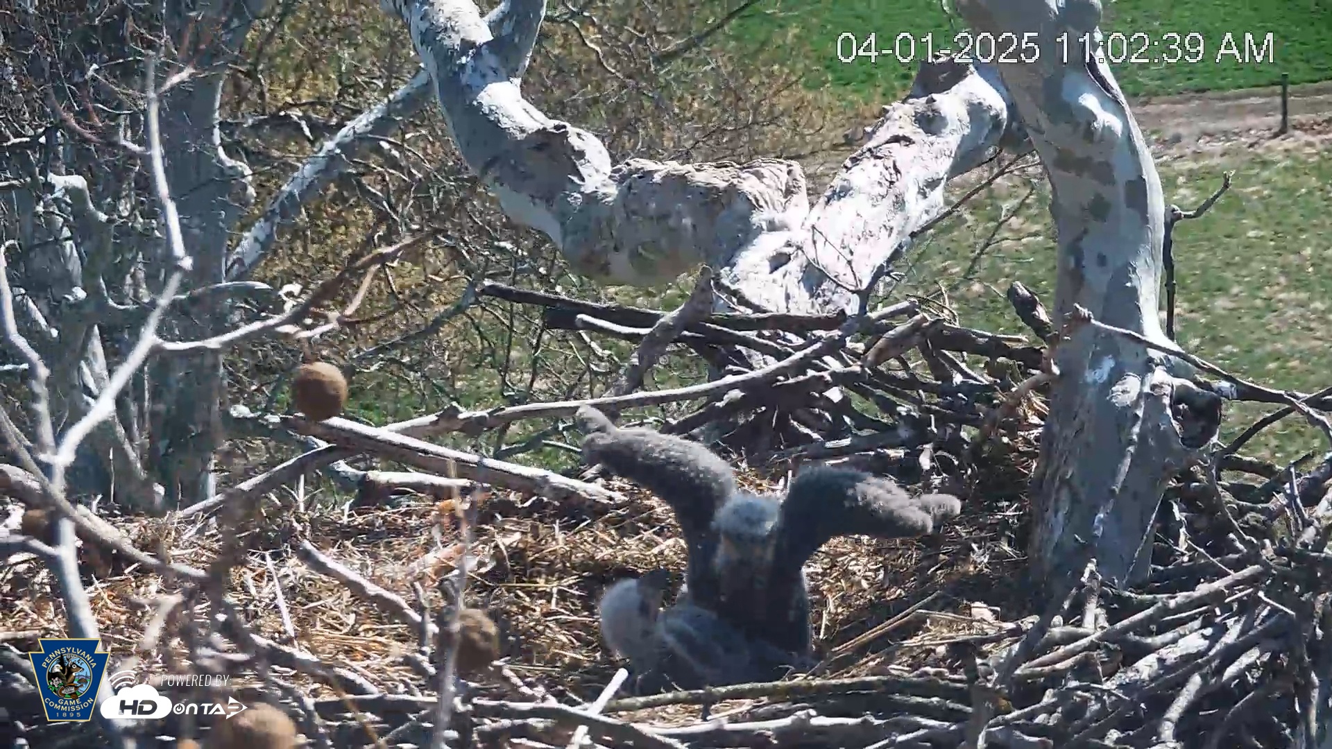 Snapshot of PA Farm Country Eagles Live Cams taken Apr 1, 2025, 11:03am EDT