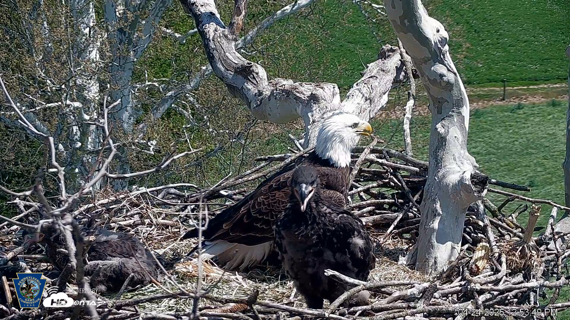 Snapshot of PA Farm Country Eagles Live Cams taken Apr 24, 2026, 12:54pm EDT
