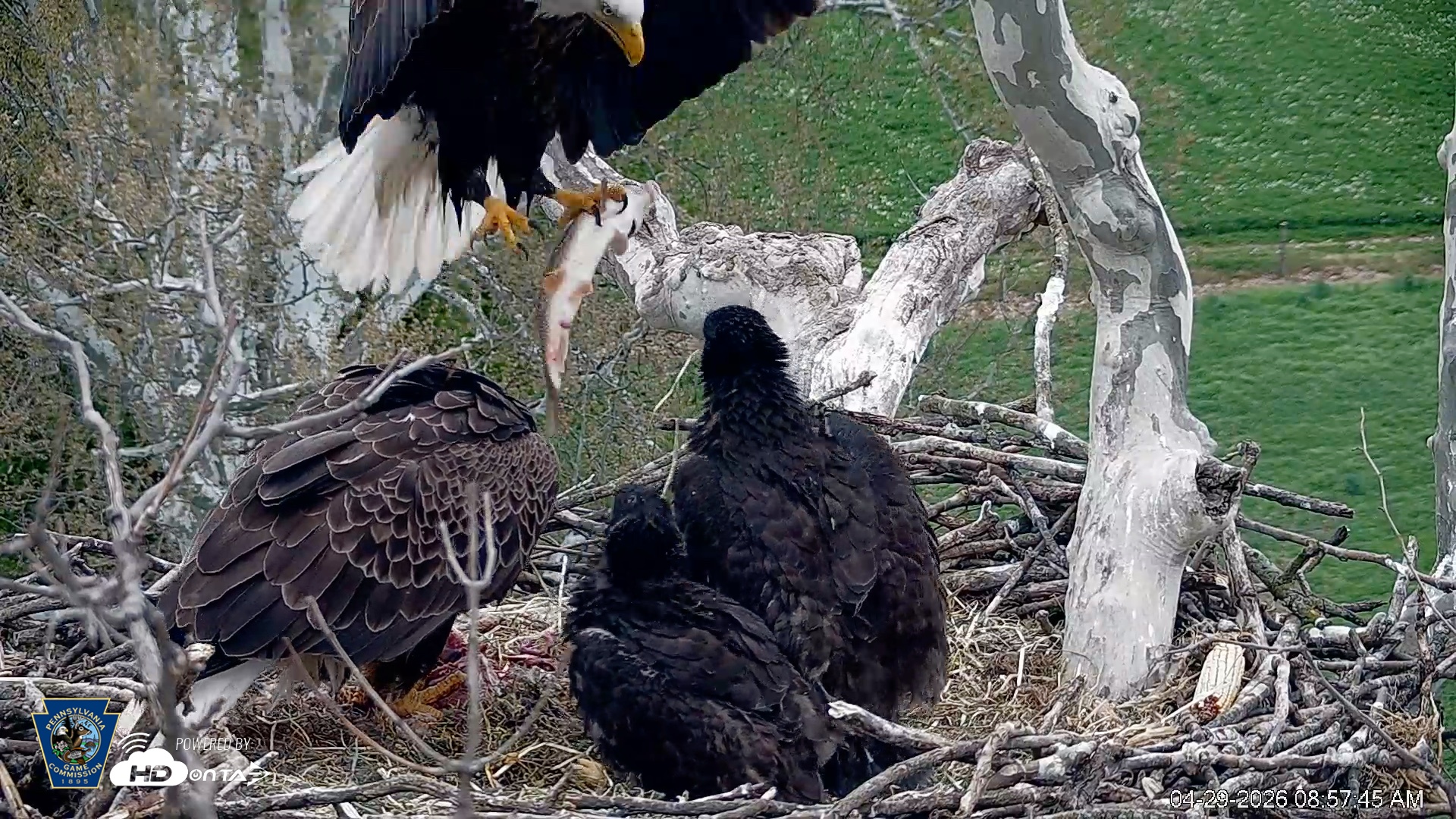 Snapshot of PA Farm Country Eagles Live Cams taken Apr 29, 2026, 9:01am EDT