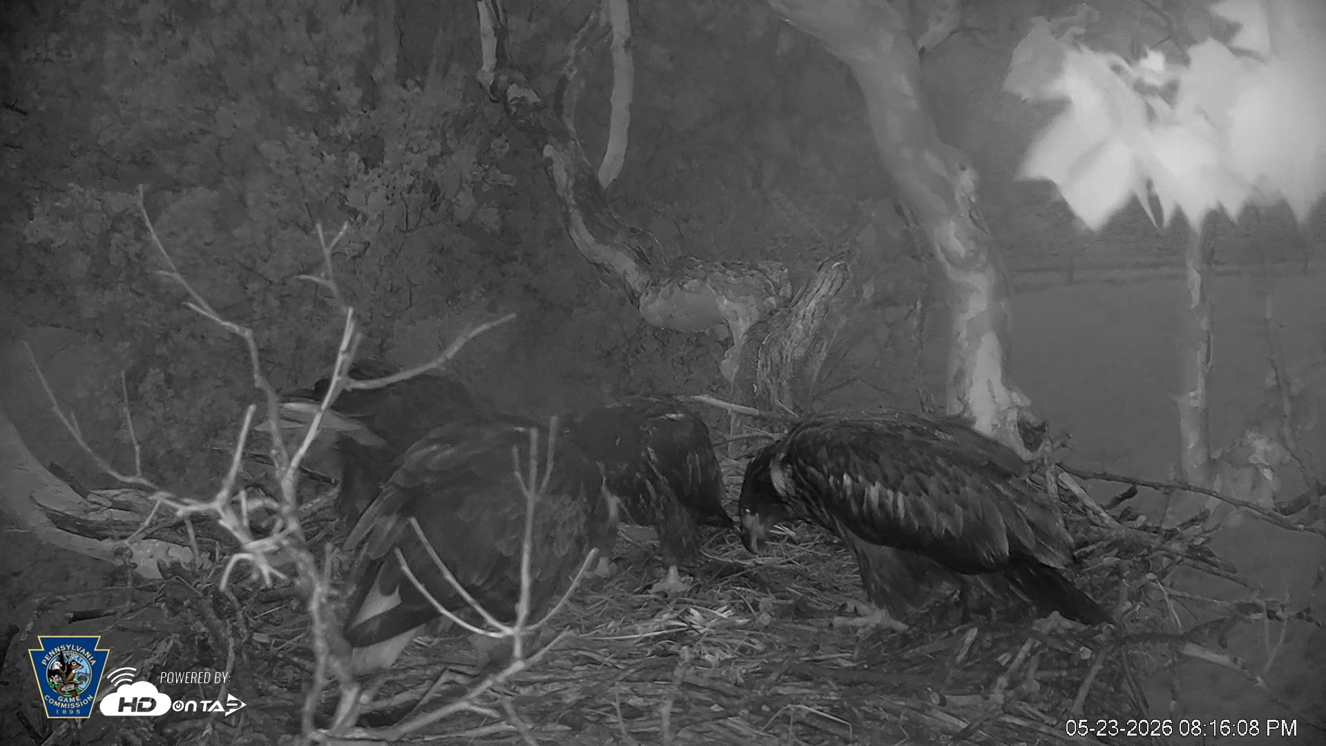 Snapshot of PA Farm Country Eagles Live Cams taken May 23, 2026, 8:16pm EDT