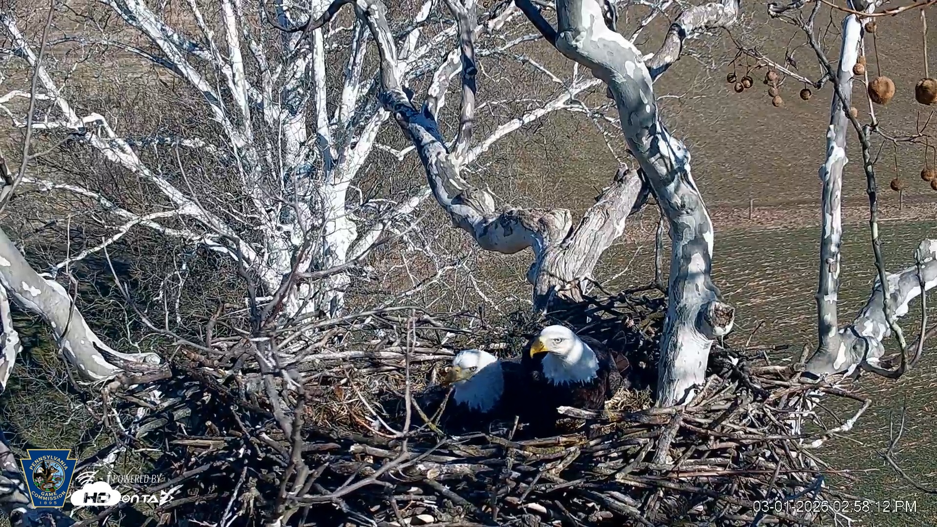 Snapshot of PA Farm Country Eagles Live Cams taken Mar 1, 2026, 2:58pm EST