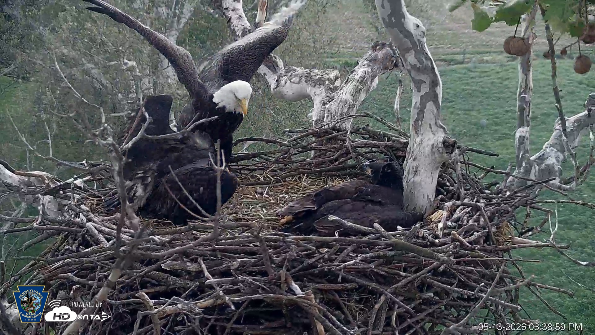 Snapshot of PA Farm Country Eagles Live Cams taken May 13, 2026, 3:39pm EDT