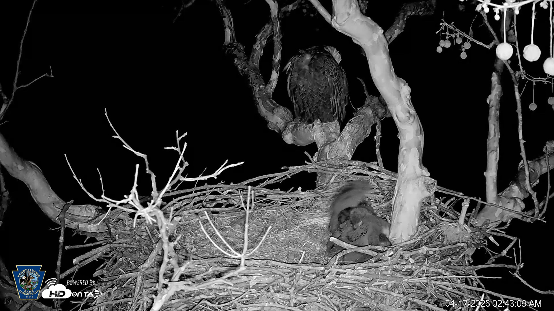 Snapshot of PA Farm Country Eagles Live Cams taken Apr 17, 2026, 2:44am EDT