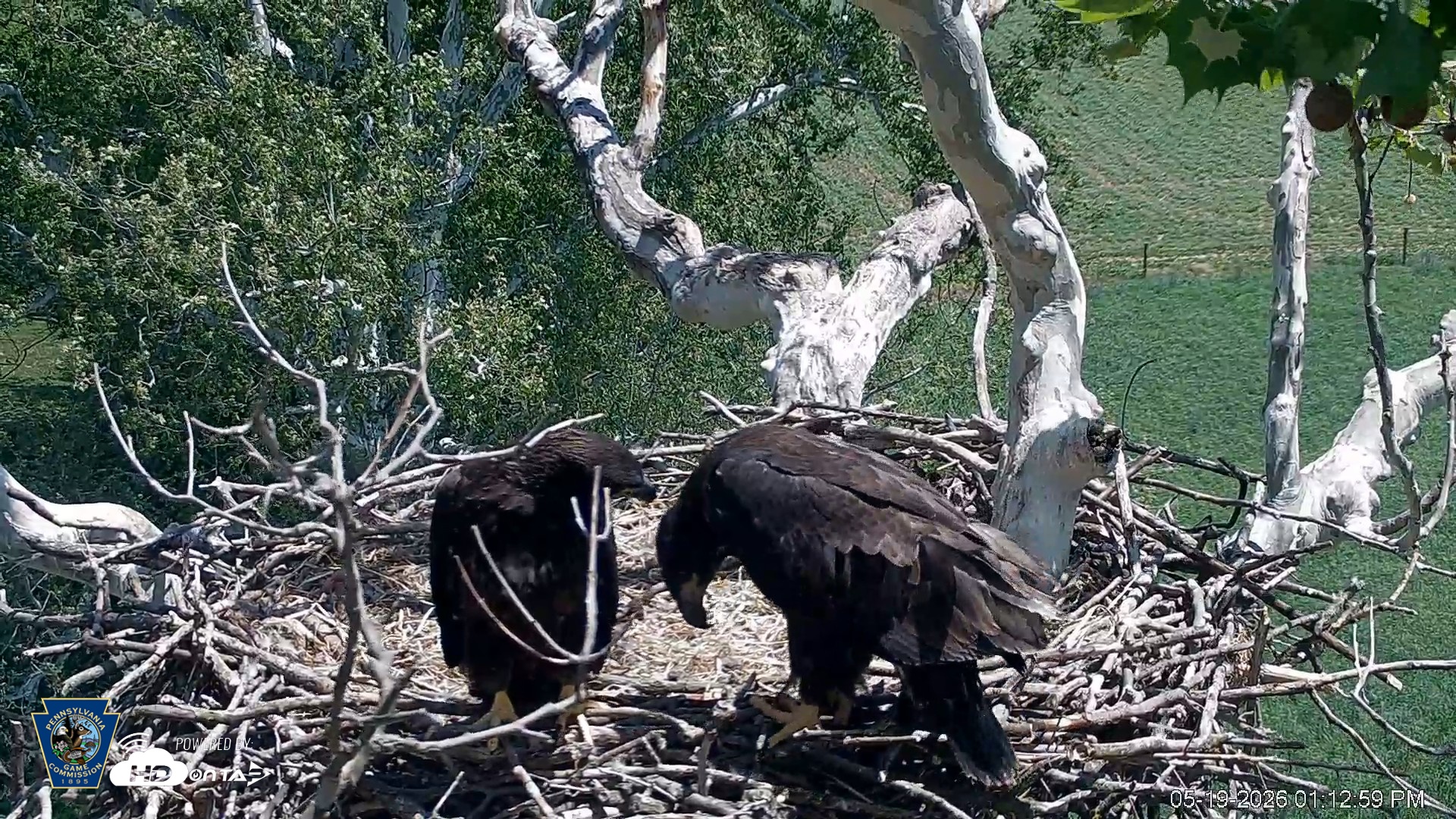 Snapshot of PA Farm Country Eagles Live Cams taken May 19, 2026, 1:14pm EDT