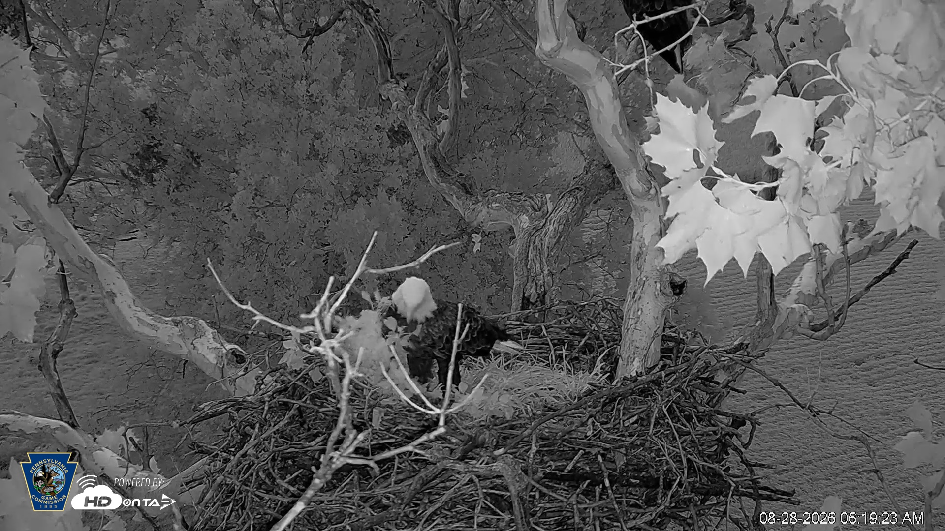 Snapshot of PA Farm Country Eagles Live Cams taken Aug 28, 2026, 6:20am EDT