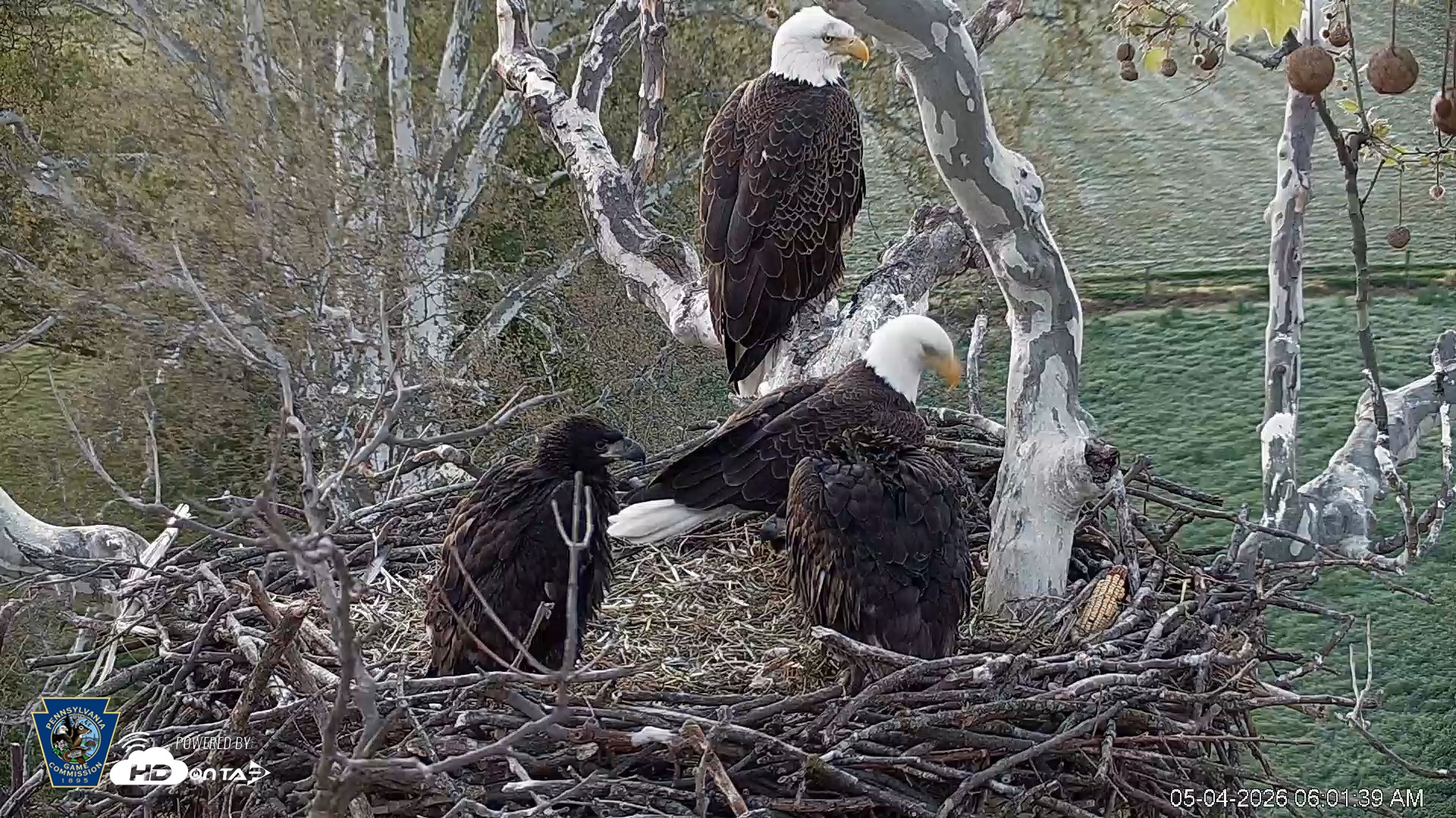 Snapshot of PA Farm Country Eagles Live Cams taken May 4, 2026, 6:02am EDT