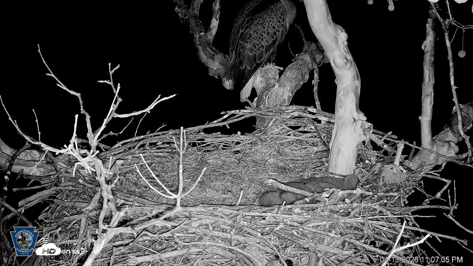 Snapshot of PA Farm Country Eagles Live Cams taken Apr 13, 2026, 11:07pm EDT